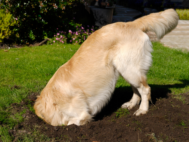 כלב חופר בור בגינה