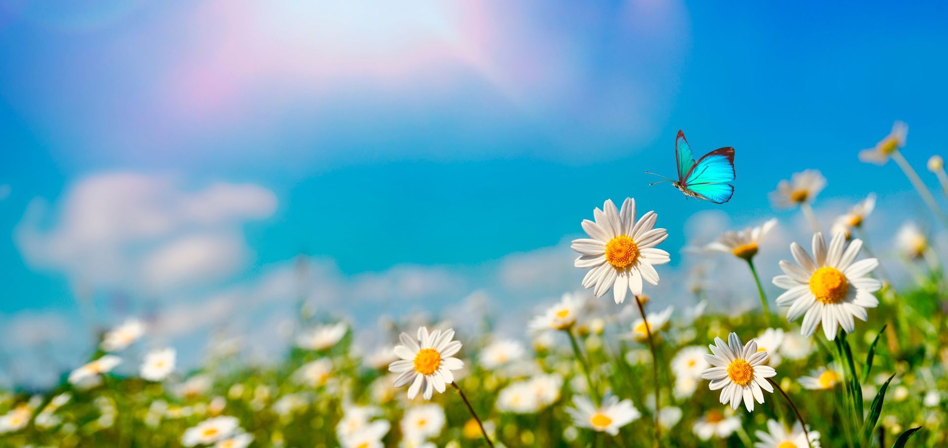 The sun is setting over a field of flowers and trees.