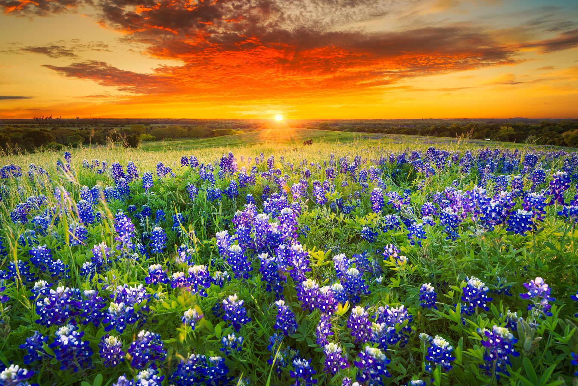 A field of purple flowers with a sunset in the background.