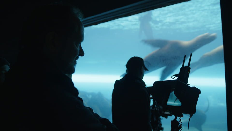 Man filming sea lions through aquarium window.