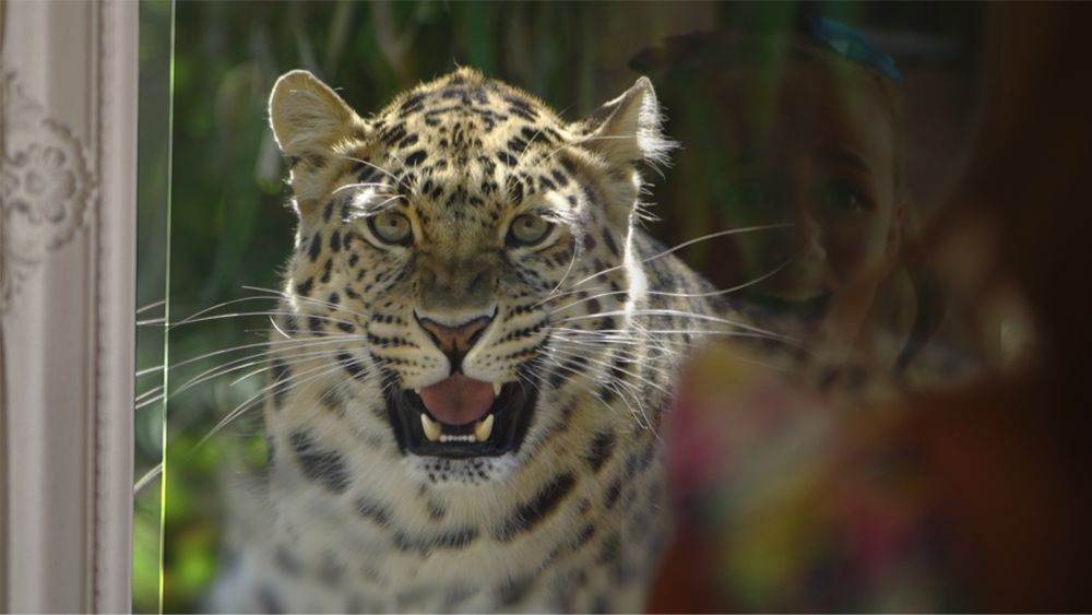 Leopard with spotted coat, open mouth, looking at viewer.