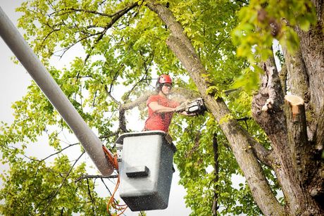 Cutting Tree Branch — Pine Bluff, AR — Watkins Tree Service