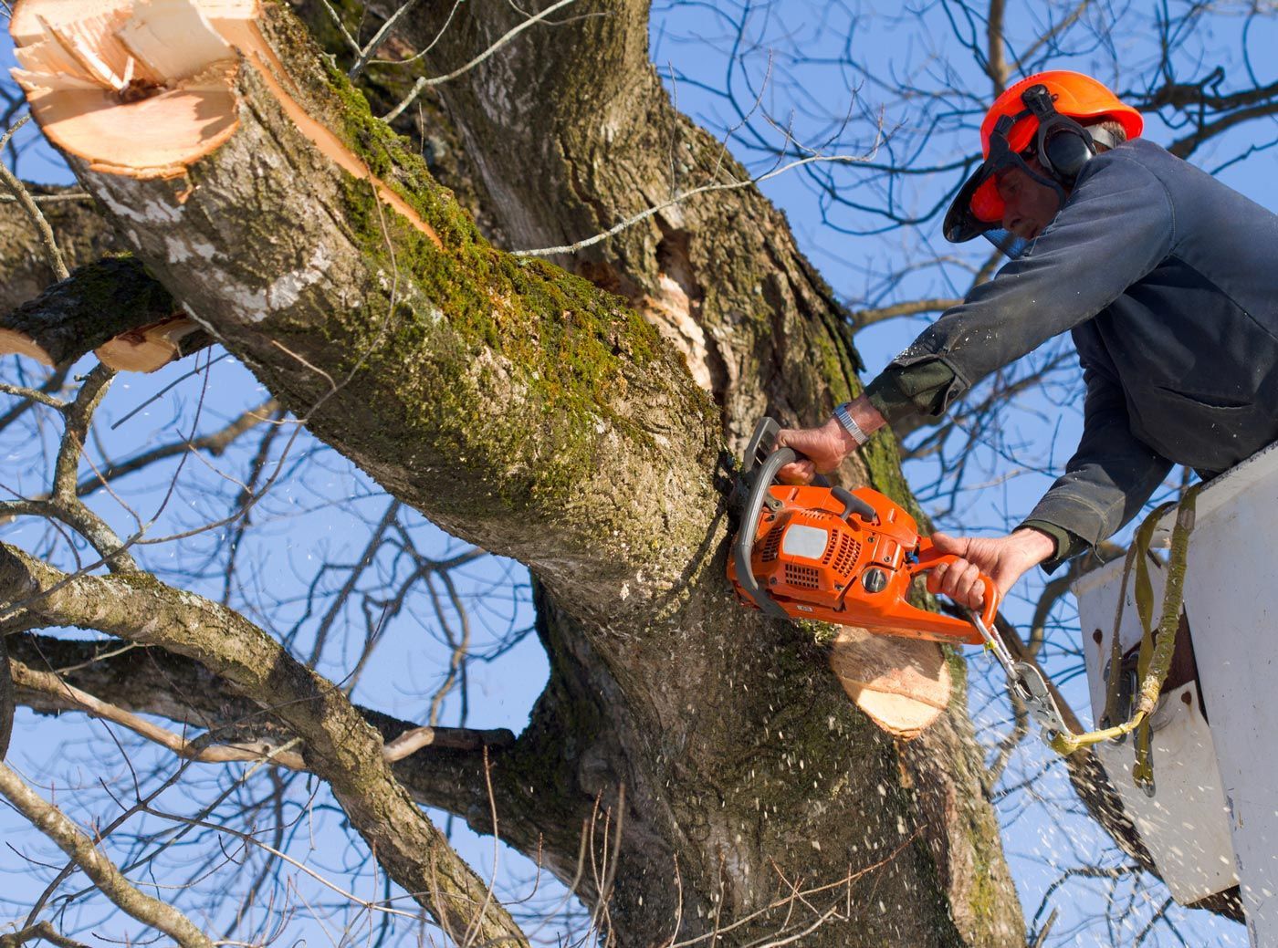 Tree Trimming — Pine Bluff, AR — Watkins Tree Service
