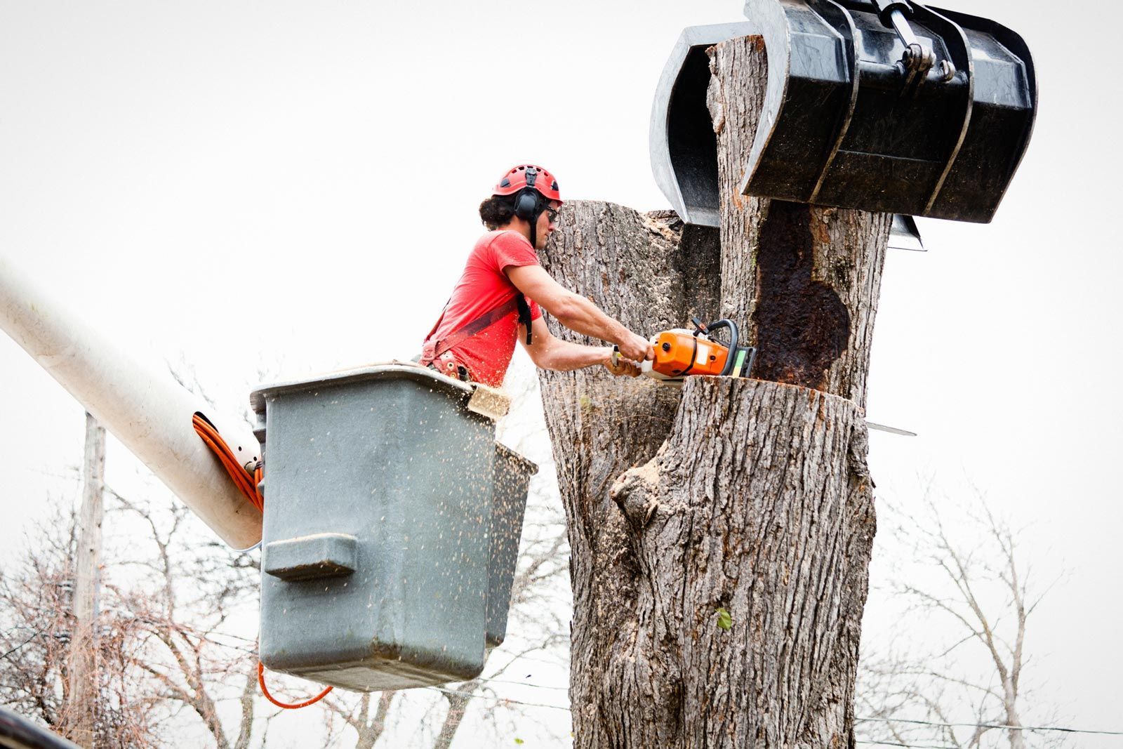 Tree Removal — Pine Bluff, AR — Watkins Tree Service