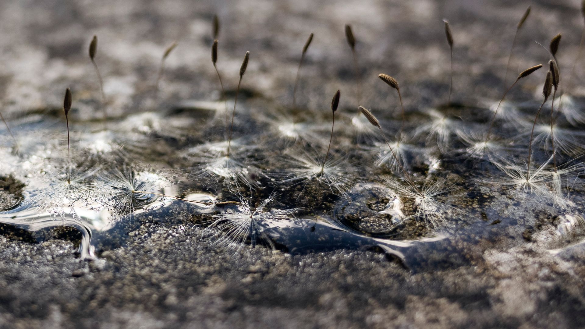 Paardenbloemzaadjes drijven boven een nat, gevlekt oppervlak.