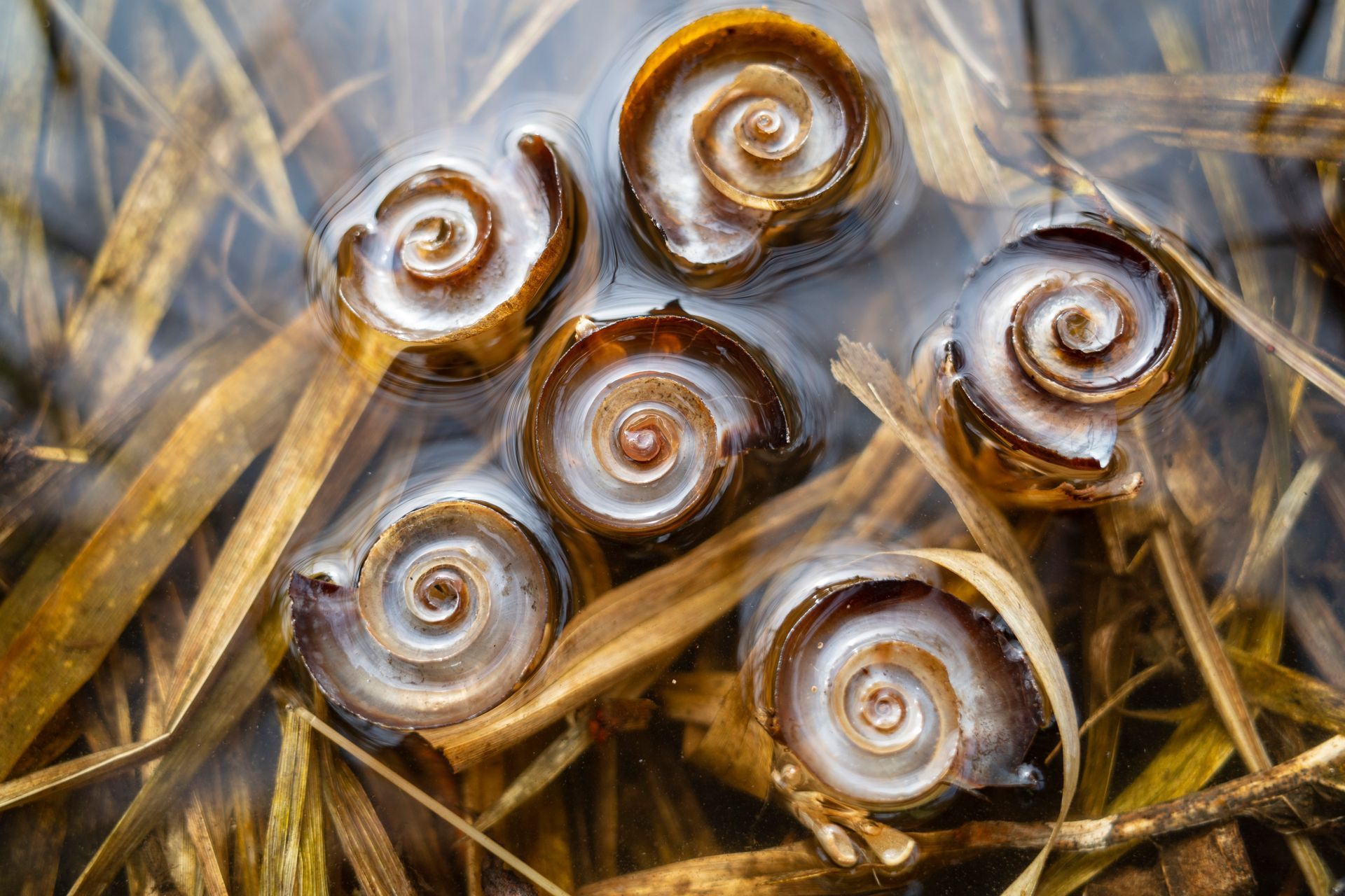 Zes bruin-witte spiraalvormige slakkenhuisjes in helder water, omgeven door bruine waterplanten.