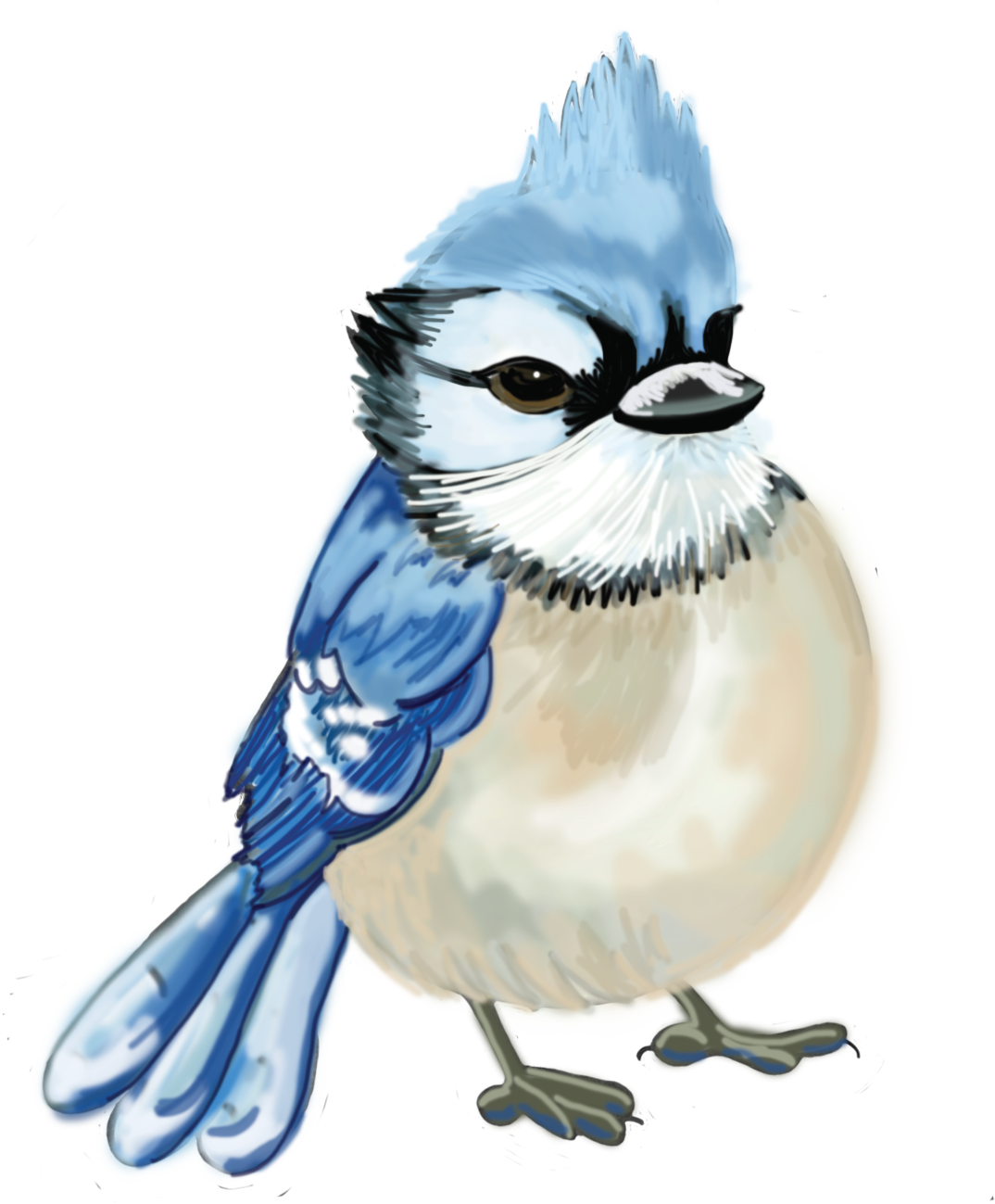 A blue and white bird with a beard is standing on a white background