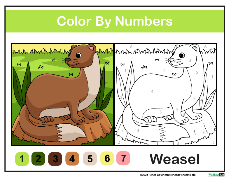 A weasel is sitting on top of a tree stump. Color by Numbers