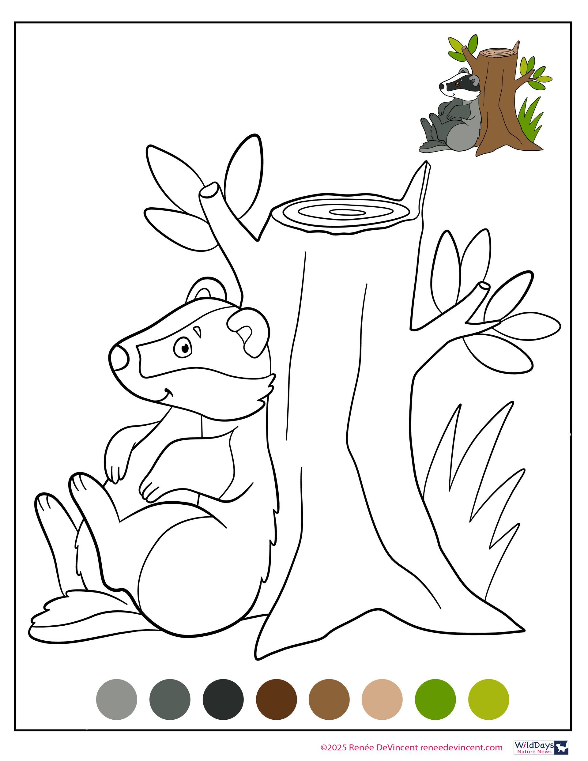 A badger is sitting on a tree stump.