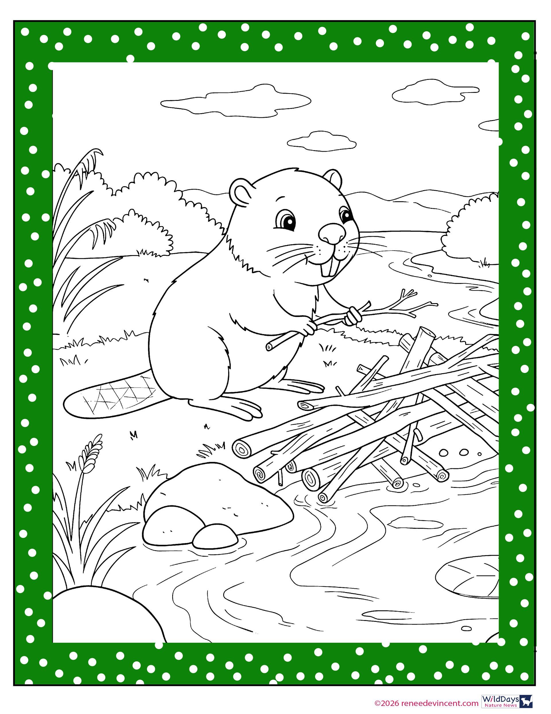 Beaver near a pile of sticks, building a dam. Green dotted border.