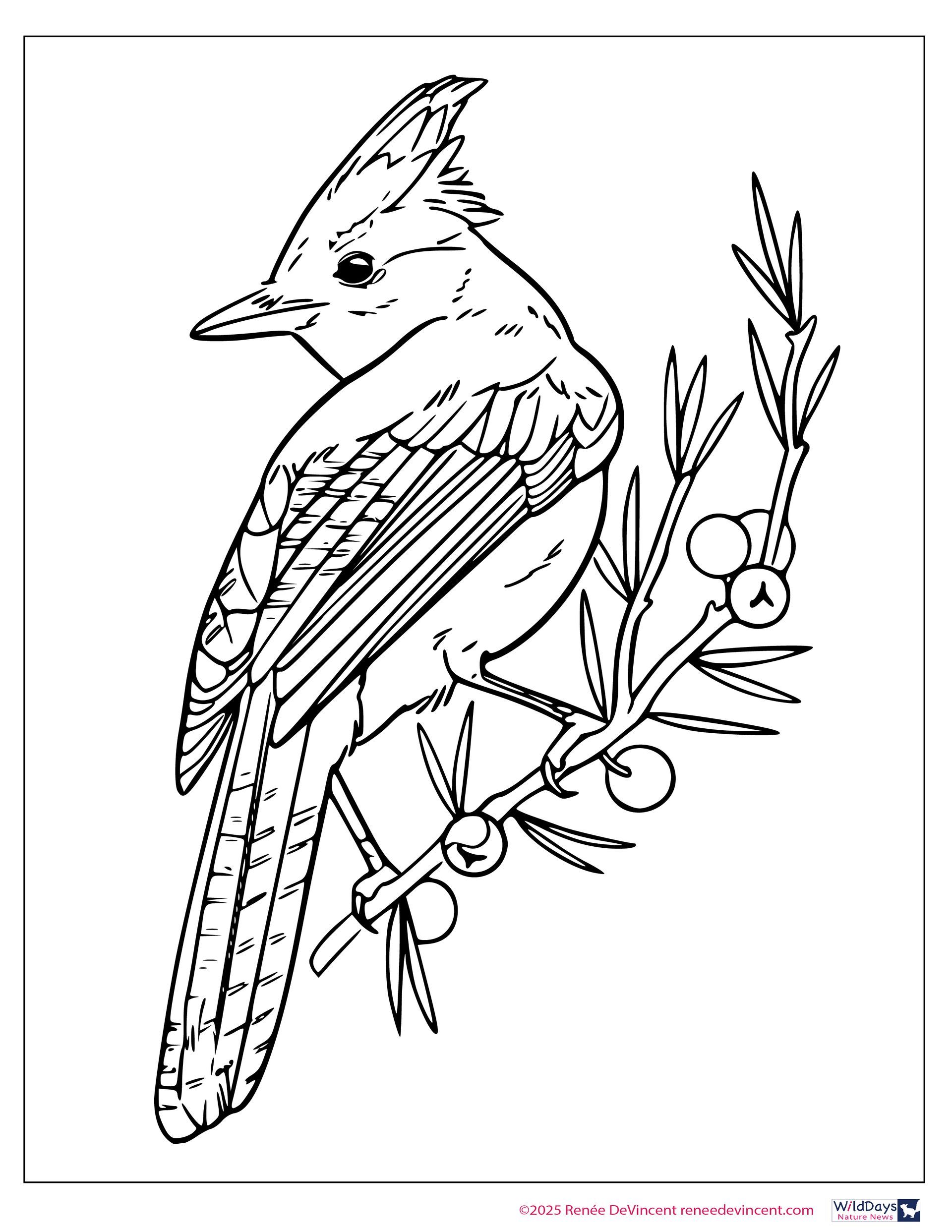 A black and white drawing of a bird perched on a branch.