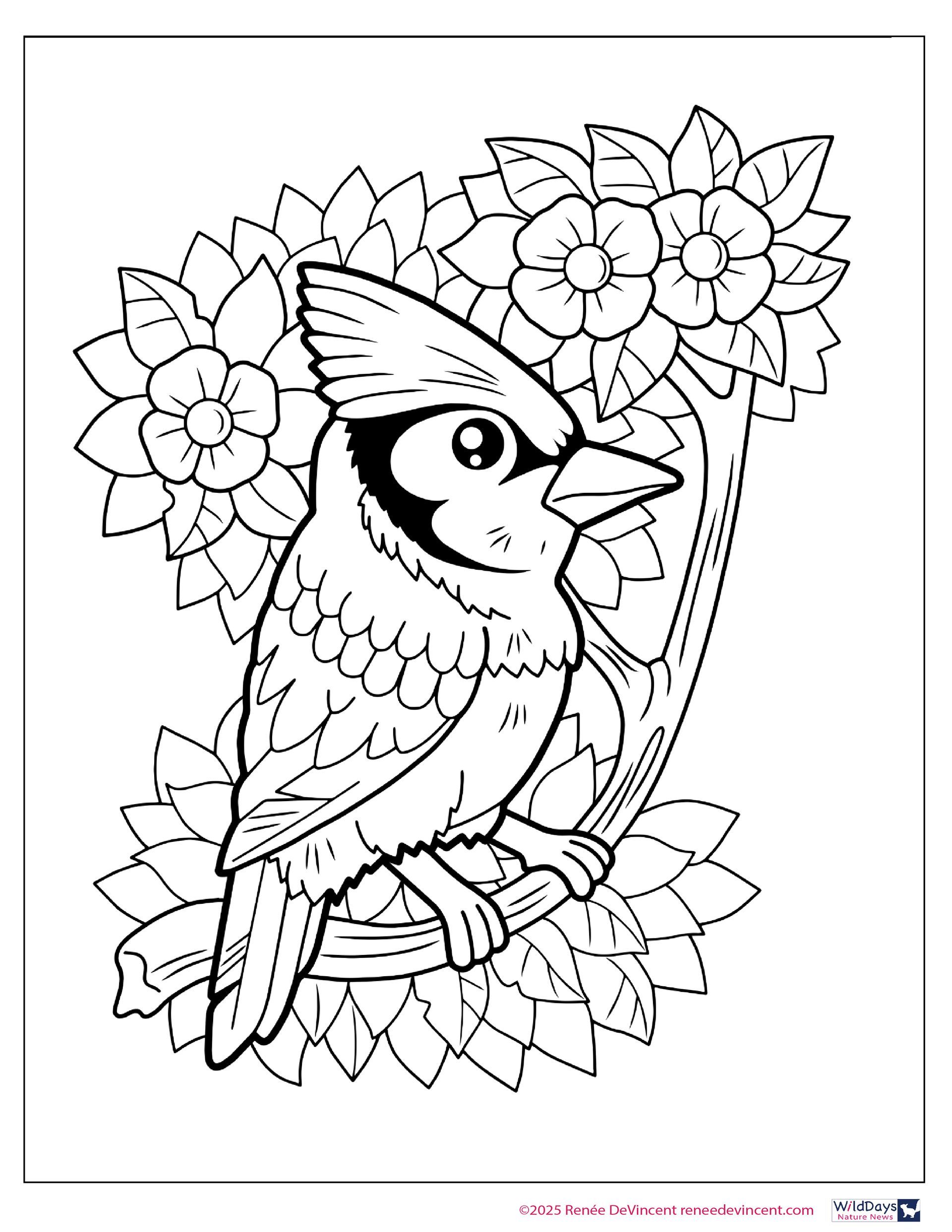 A blue jay perched on a tree branch with pink flowers