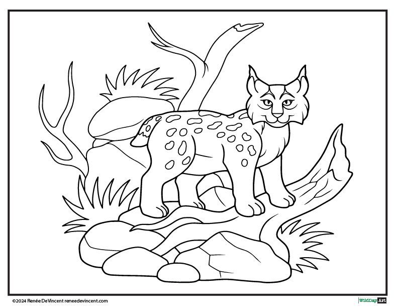 Bobcat Coloring Page