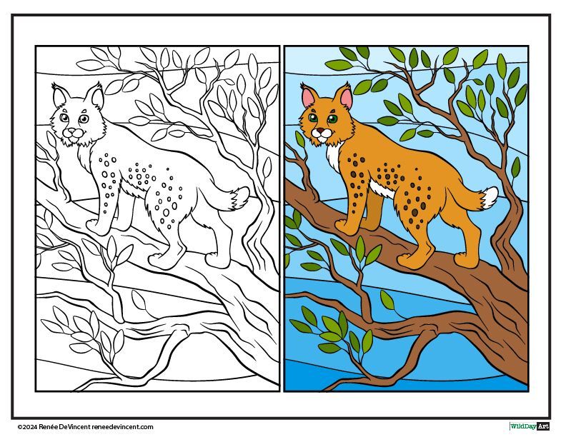 Bobcat Coloring Page