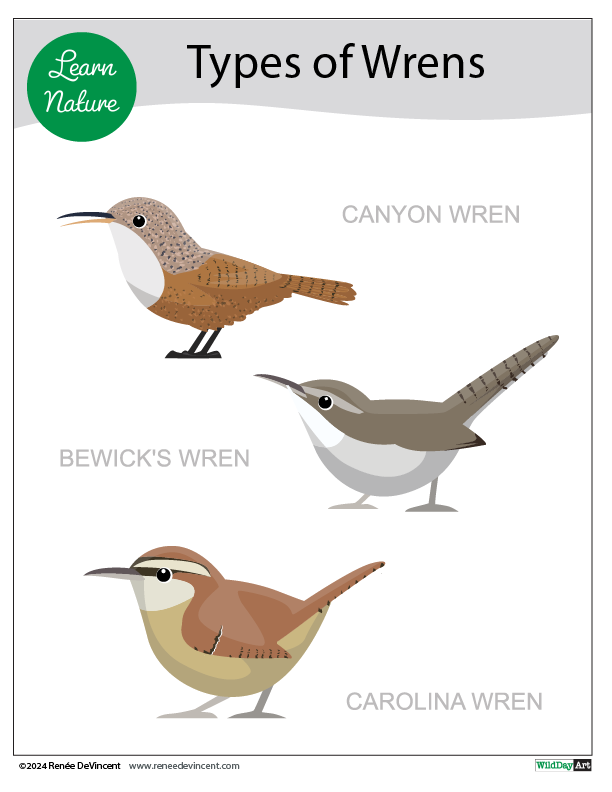 There are three different types of wrens in this worksheet.