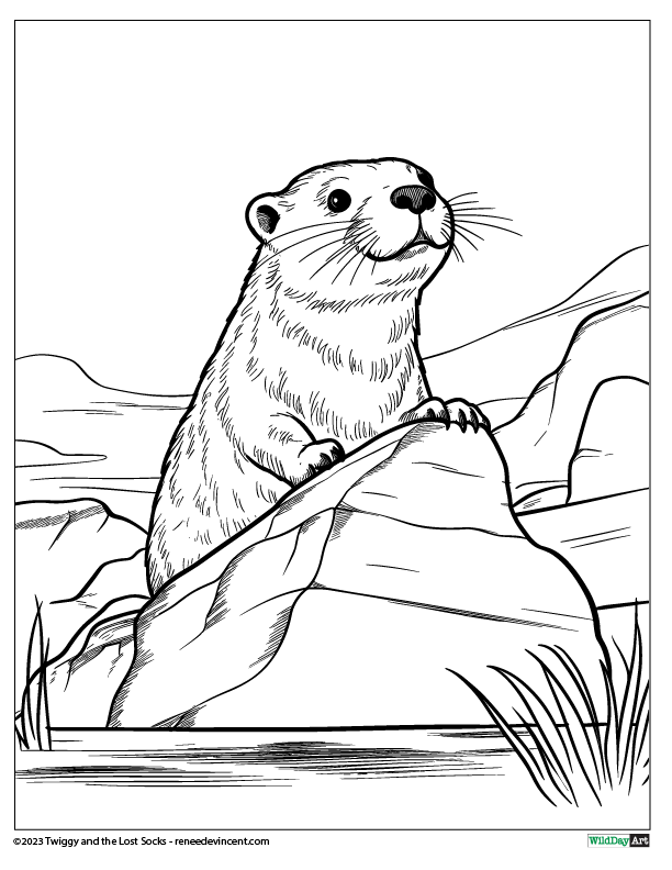 A black and white drawing of an otter sitting on a rock.