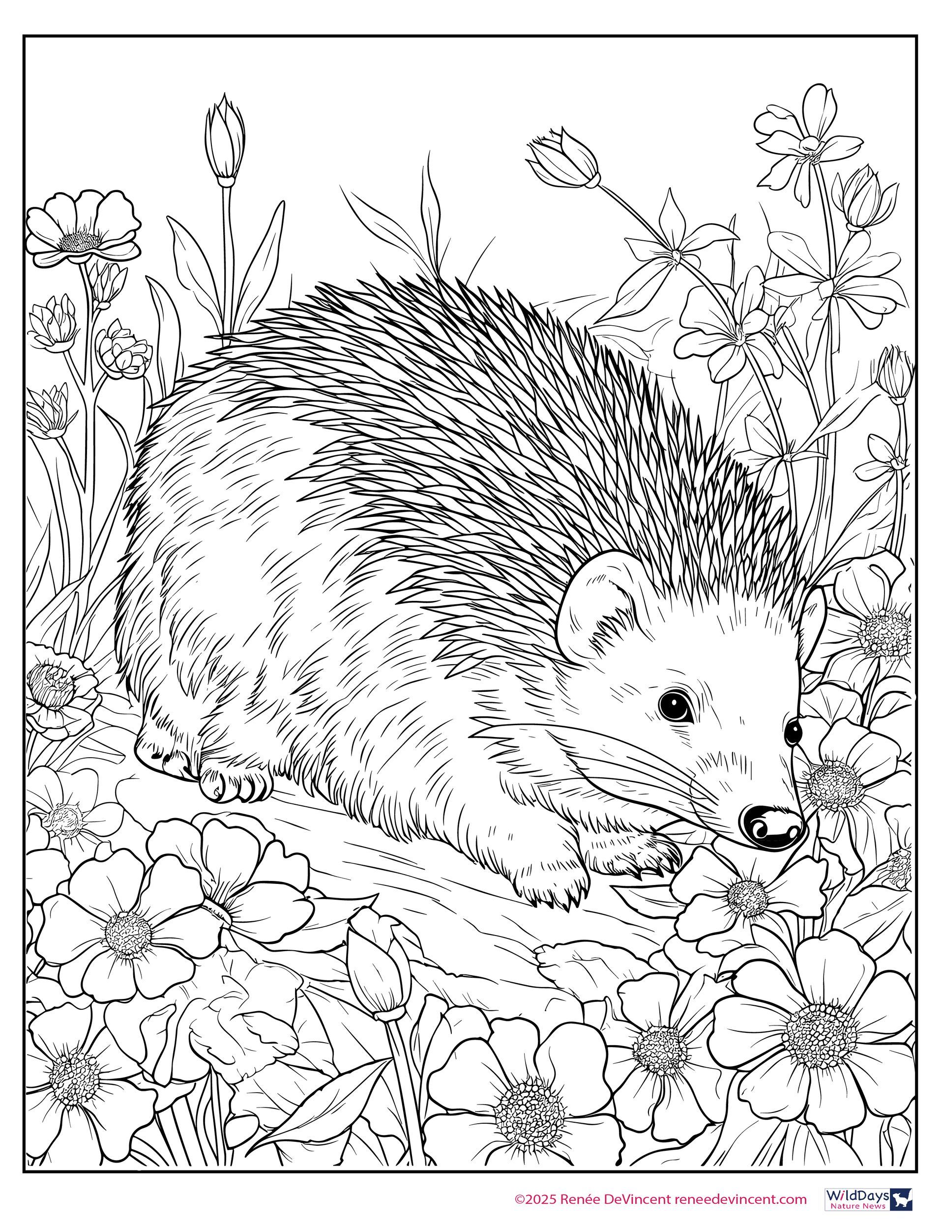 Coloring Page. Hedgehog in a field of flowers, with visible quills and a focused gaze.