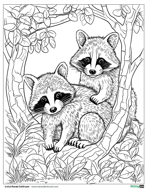 A black and white drawing of two raccoons sitting under a tree.