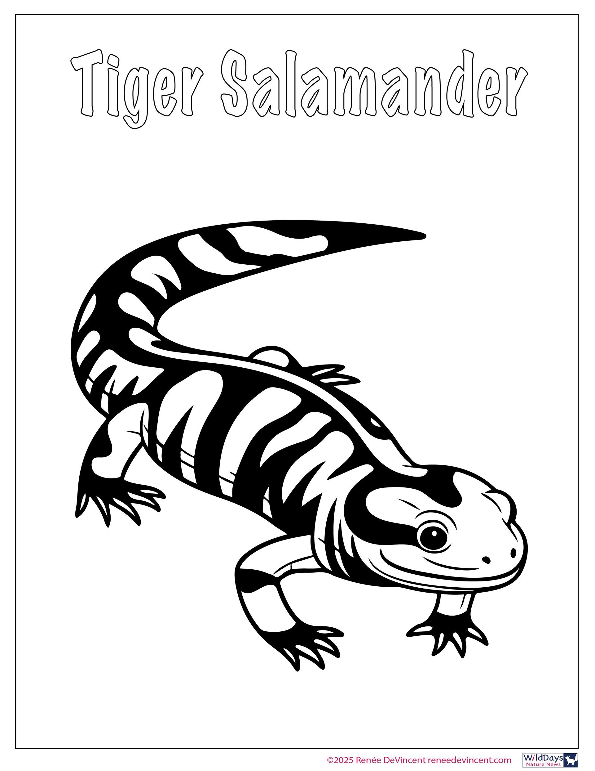A black and white drawing of a tiger salamander.