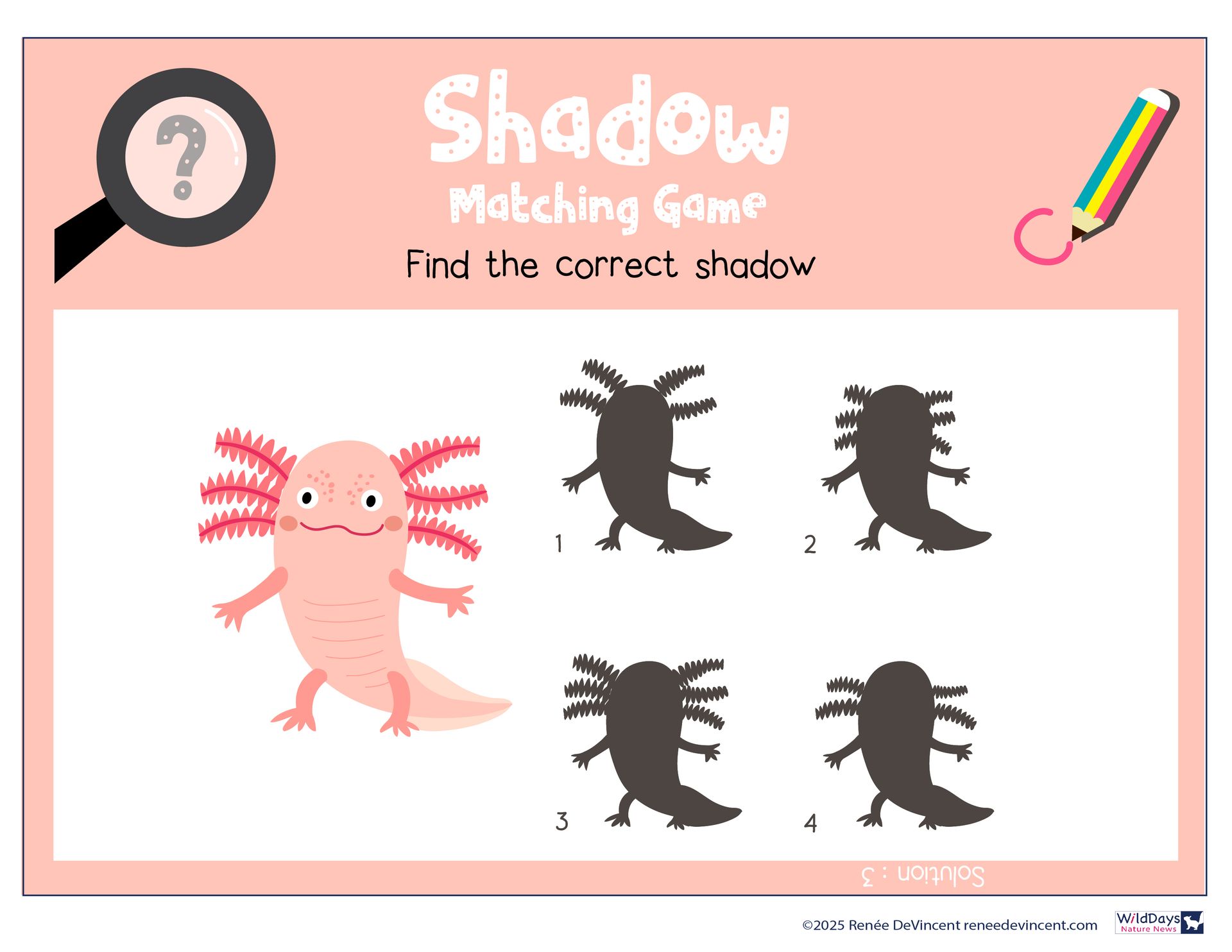 Axolotl shadow matching game: Find the correct shadow. Pink axolotl and four shadow options.