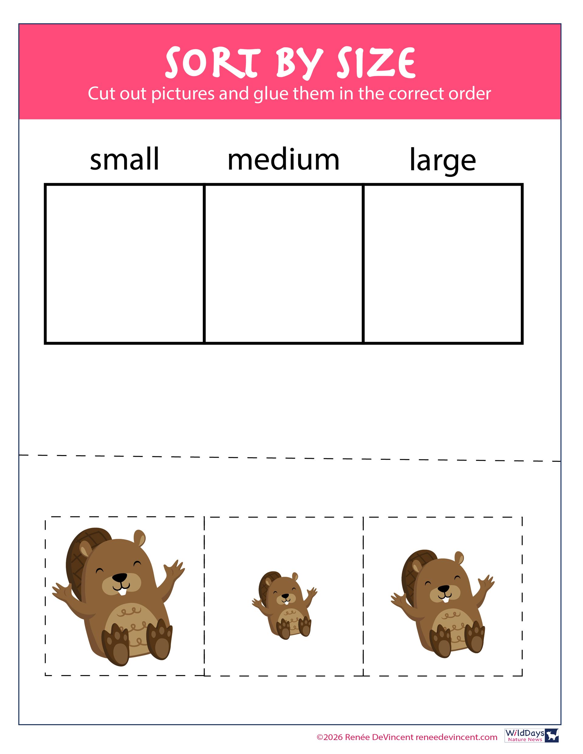 Sort by size activity. Students sort beaver images into small, medium, and large categories.