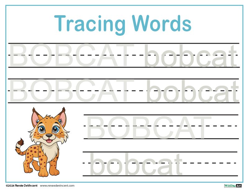 Writing Practice Sheet. Capital and lowercase word Bobcat.