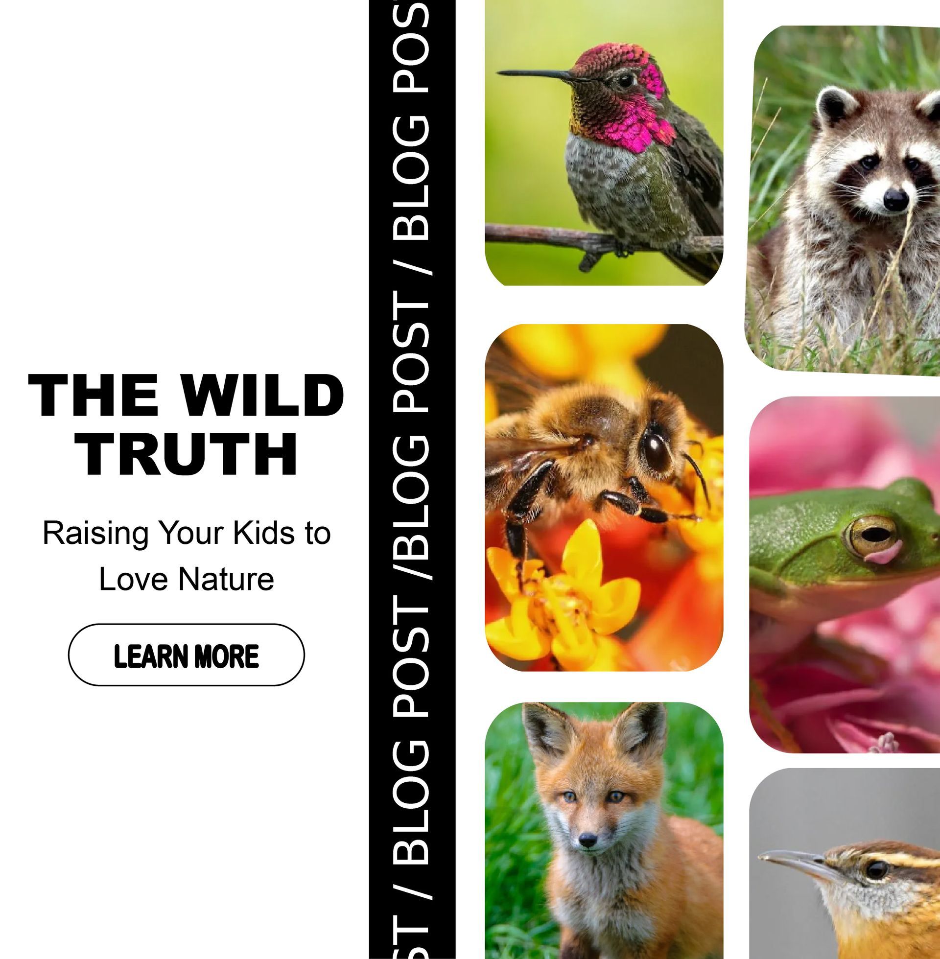 Blog post promoting nature, featuring wildlife: hummingbird, raccoon, bee, frog, fox, and bird.
