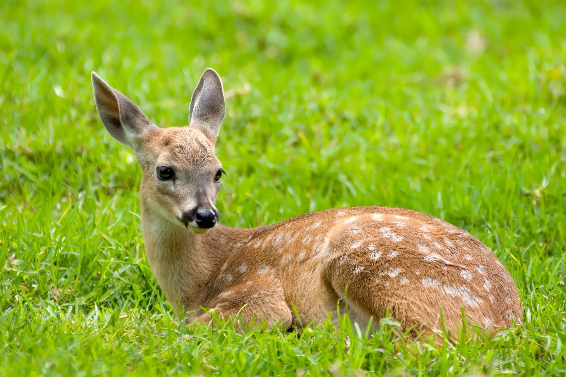 Two deer are standing next to each other and looking at each other.