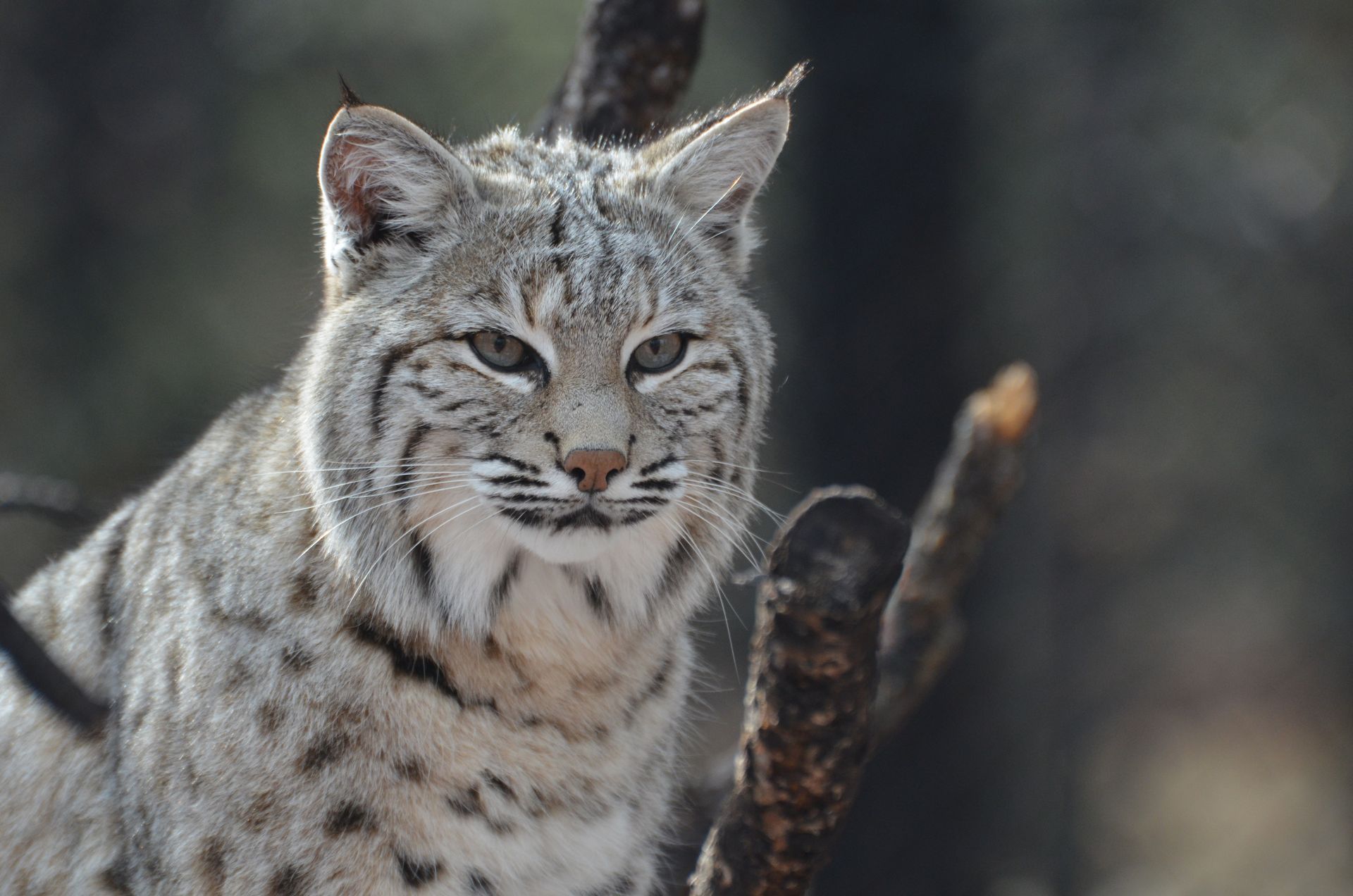 A bobcat is sitting in a tree and looking at the camera.