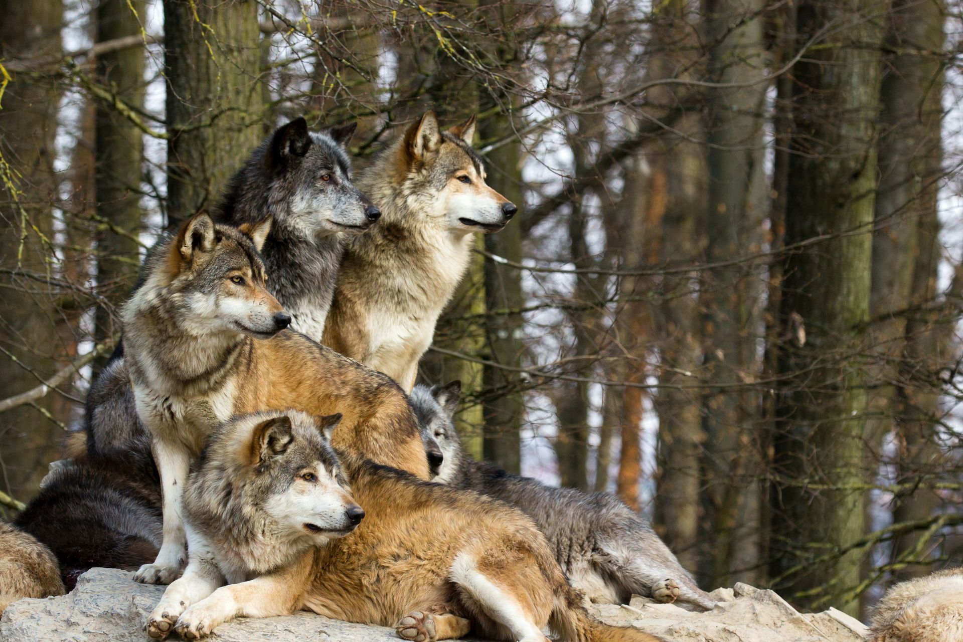 a group of wolves are sitting on top of a rock in the woods .