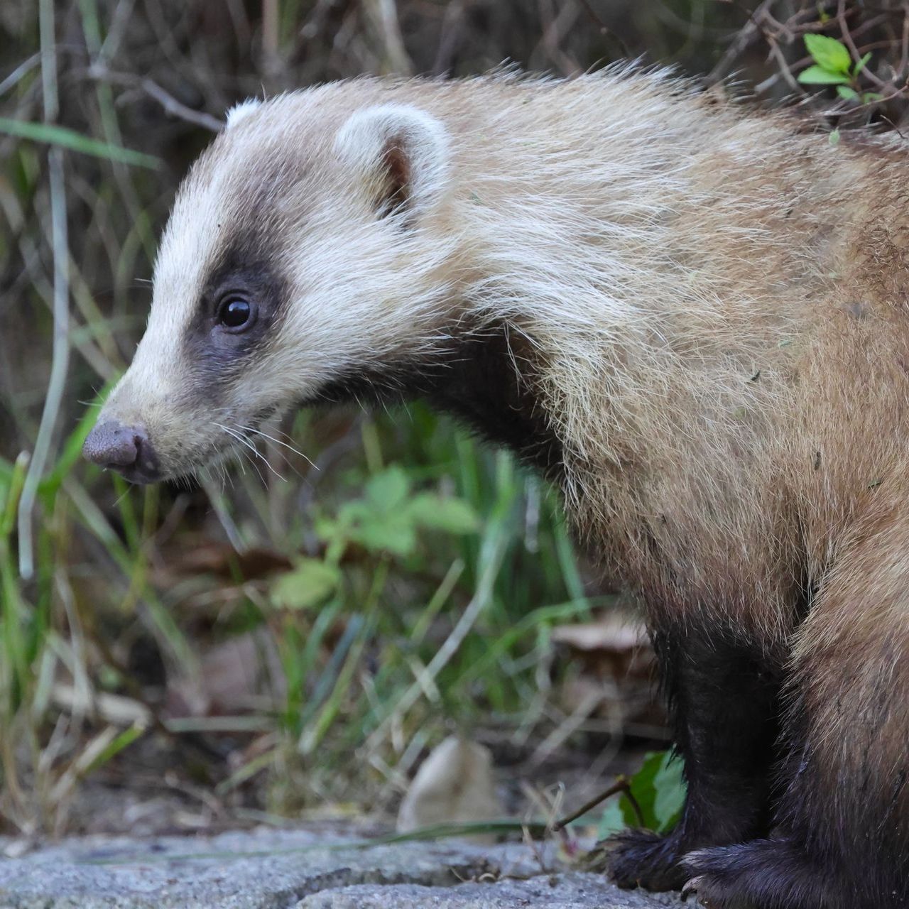 Asian Badger