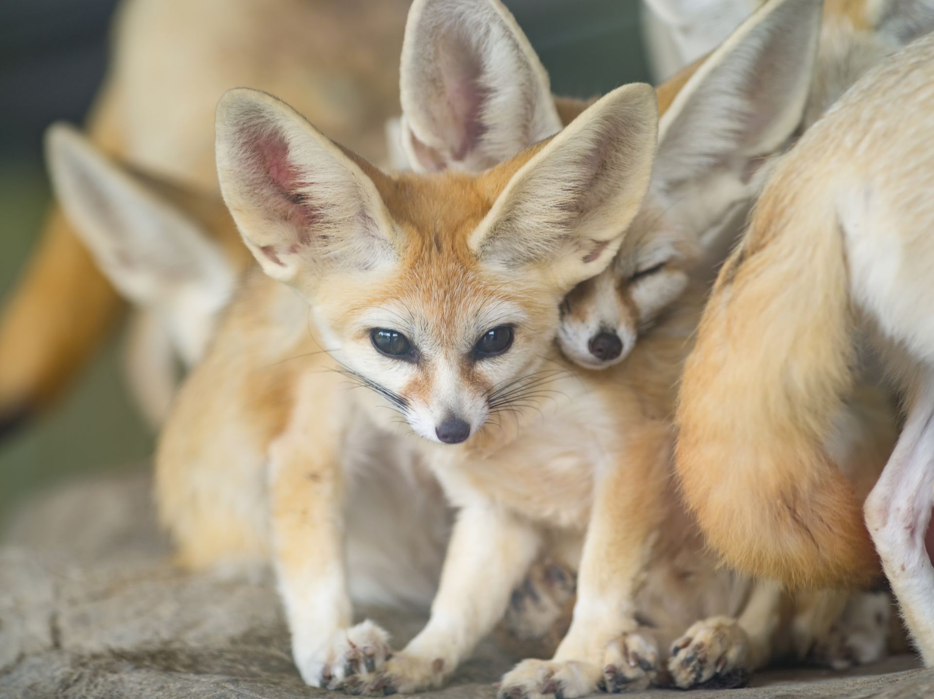 Kit Foxes