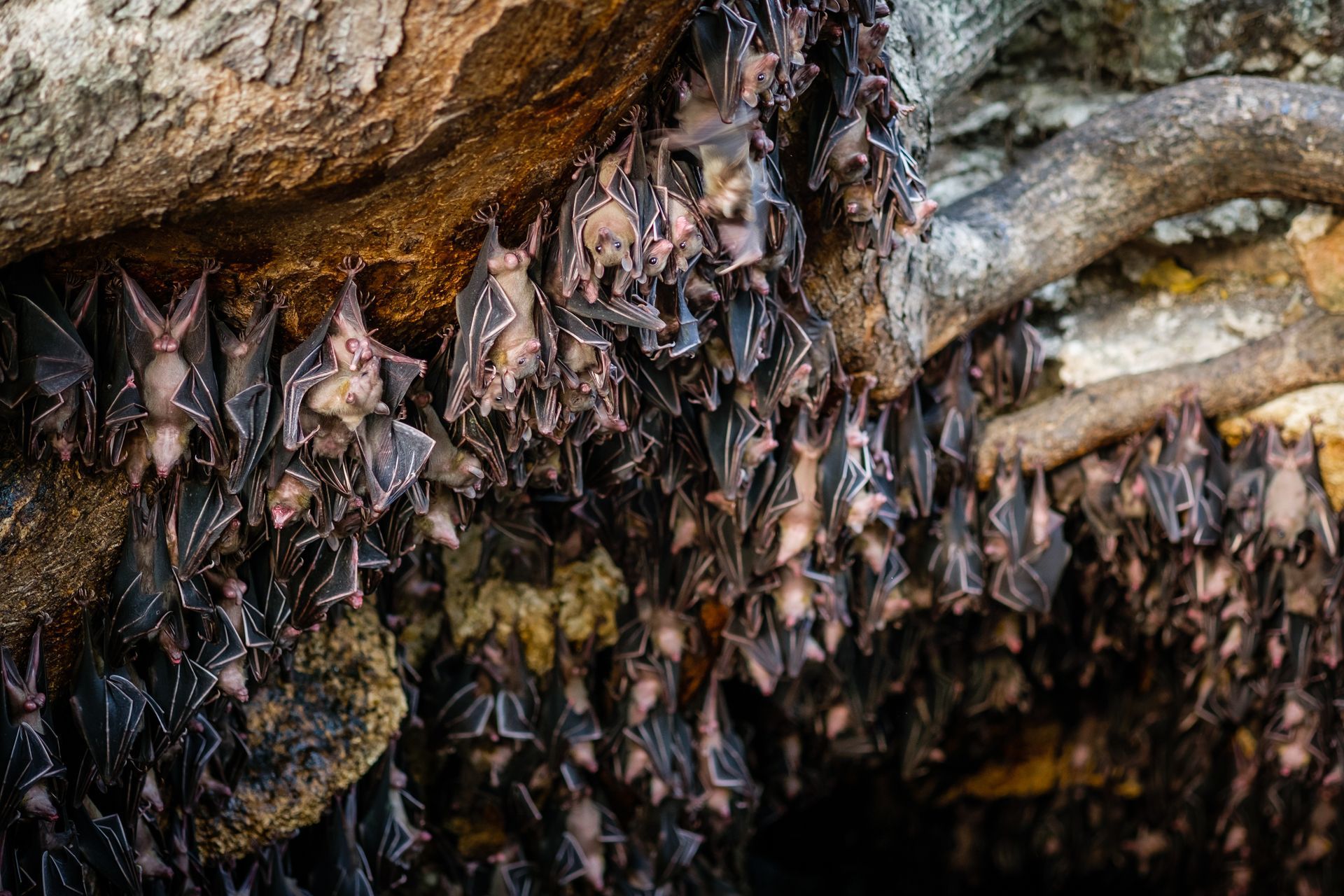 A bunch of bats are hanging from a tree branch.