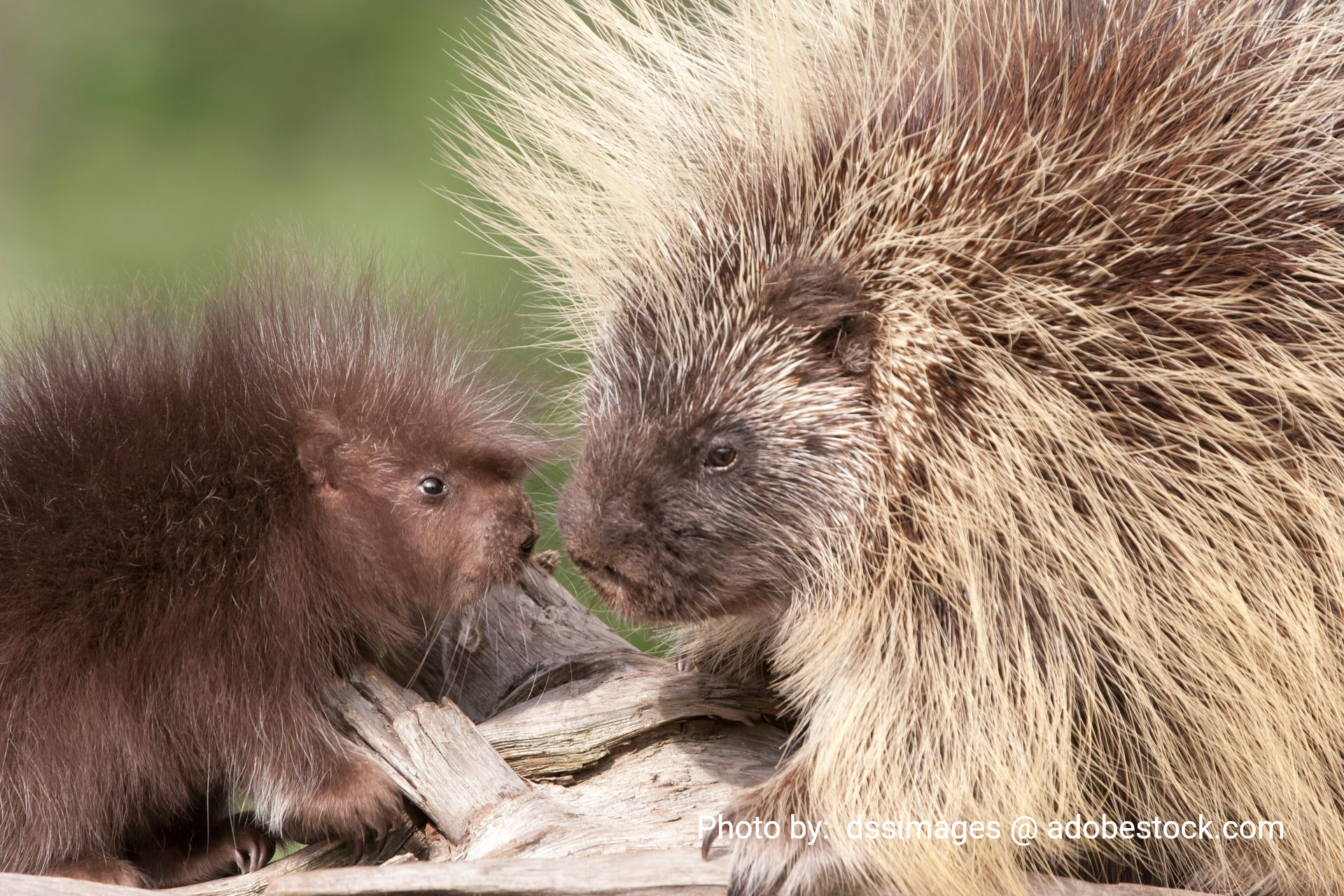 Two porcupines nose-to-nose; one is brown, the other tan, with quills raised.