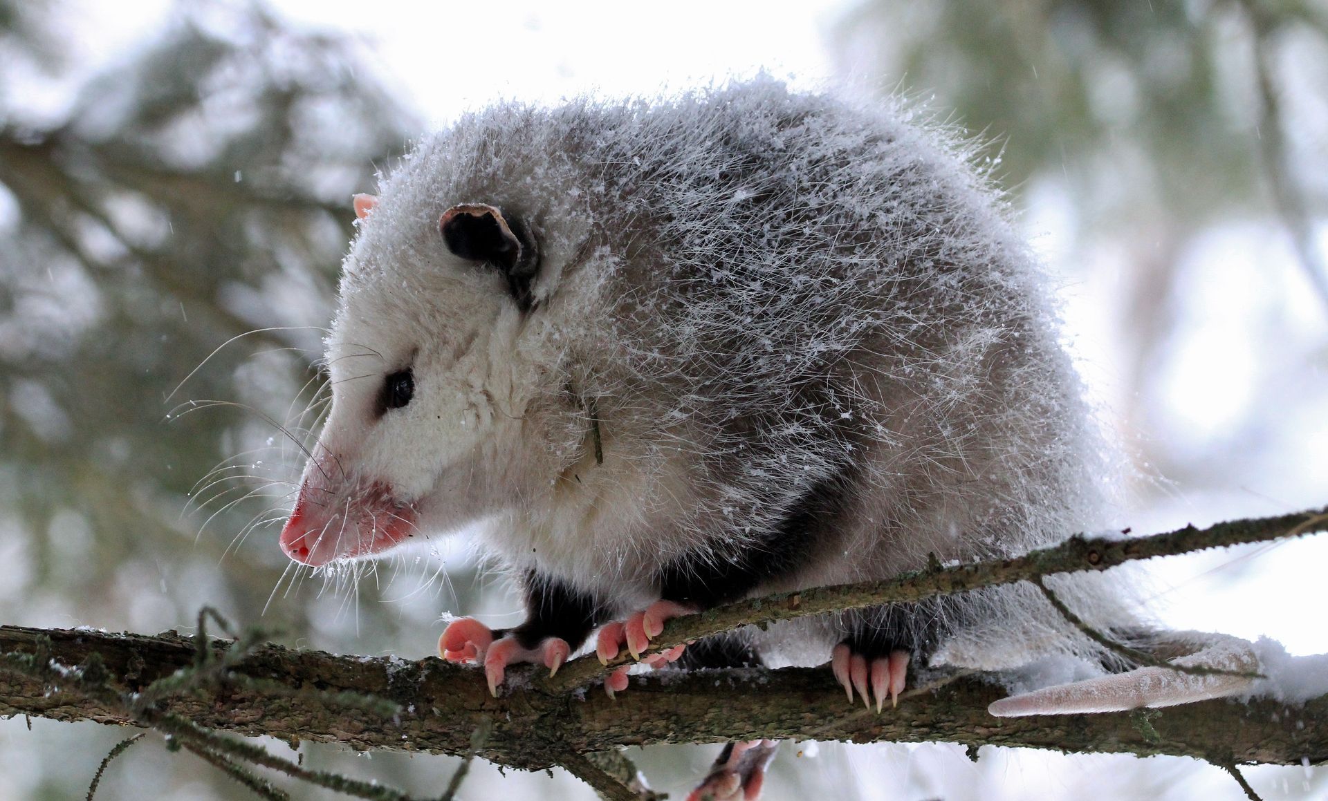Furry Opossum Standing on a Branch