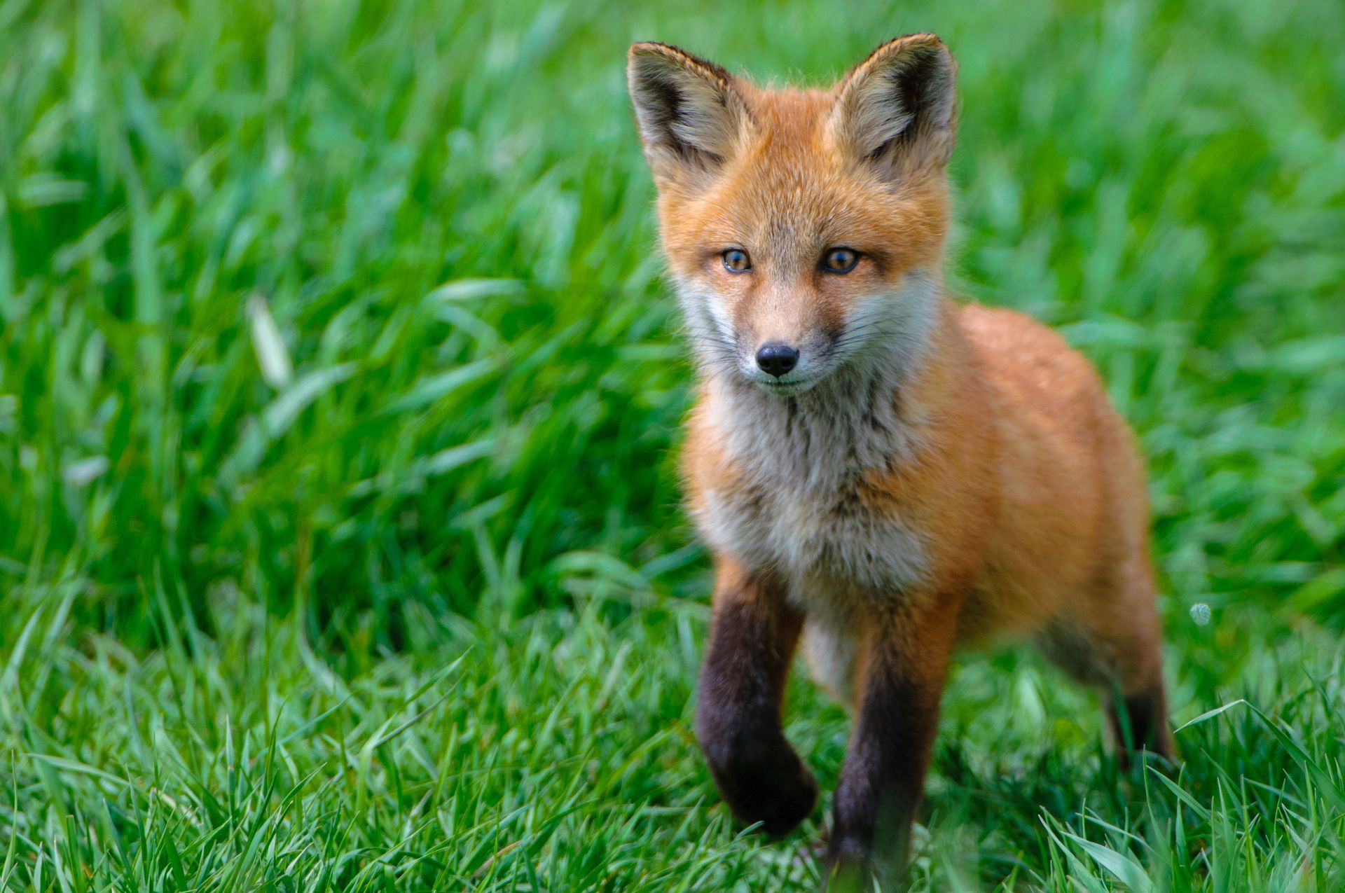 a small red fox standing in the grass looking at the camera