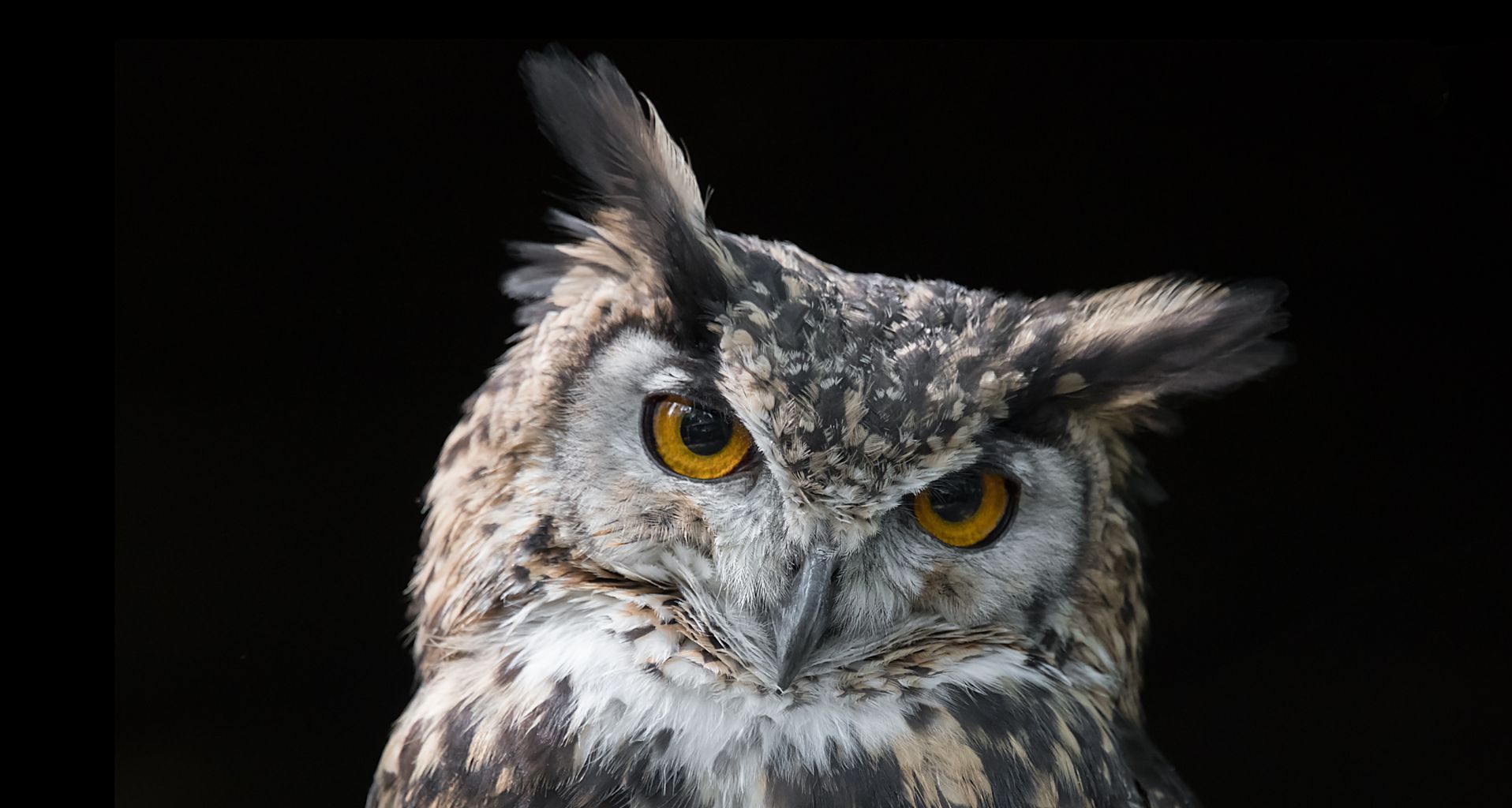 a close up of an owl with its eyes closed
