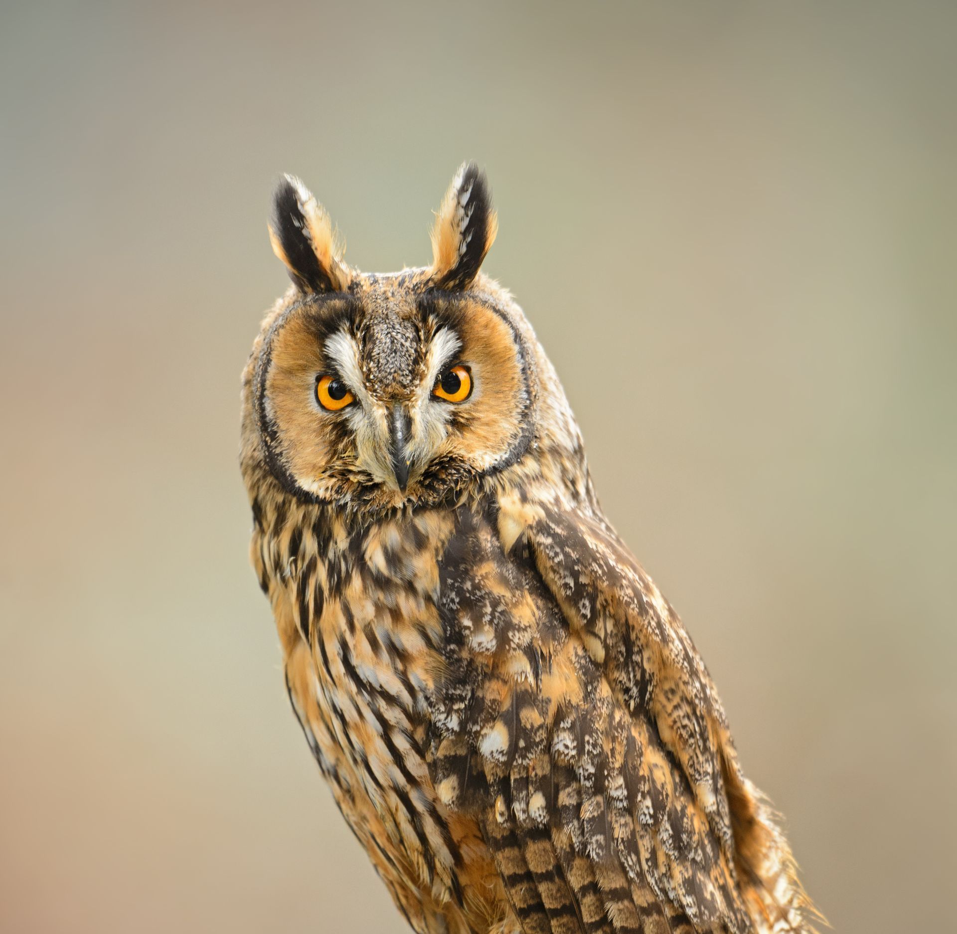 Long-Eared Owl