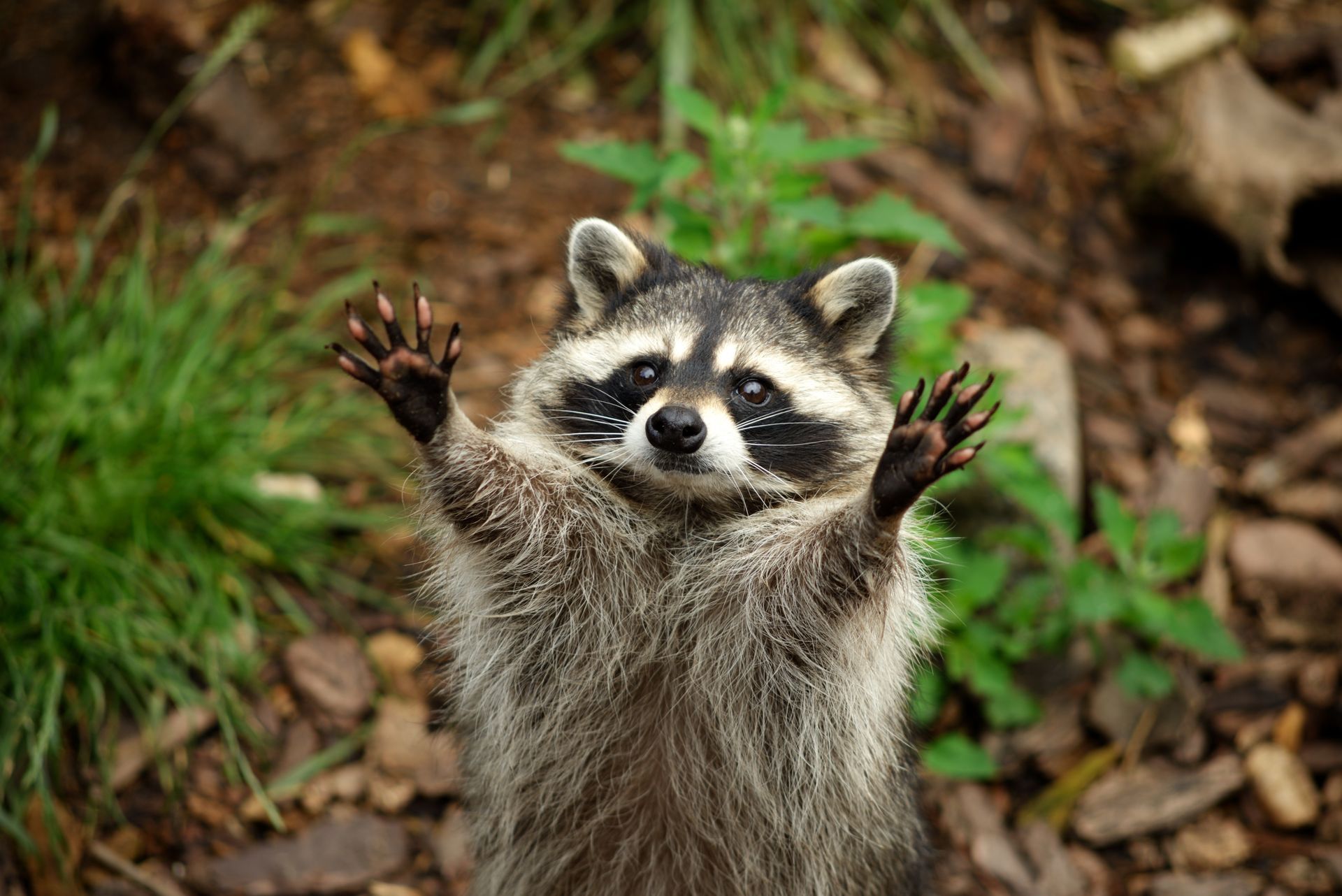 A raccoon is standing in the grass looking at the camera.