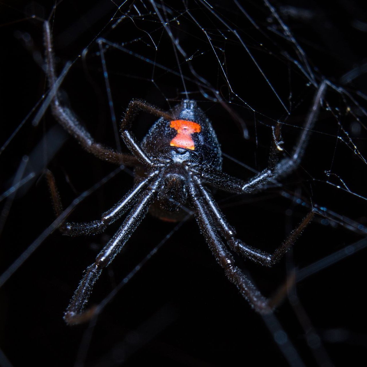 Black Widow Spider