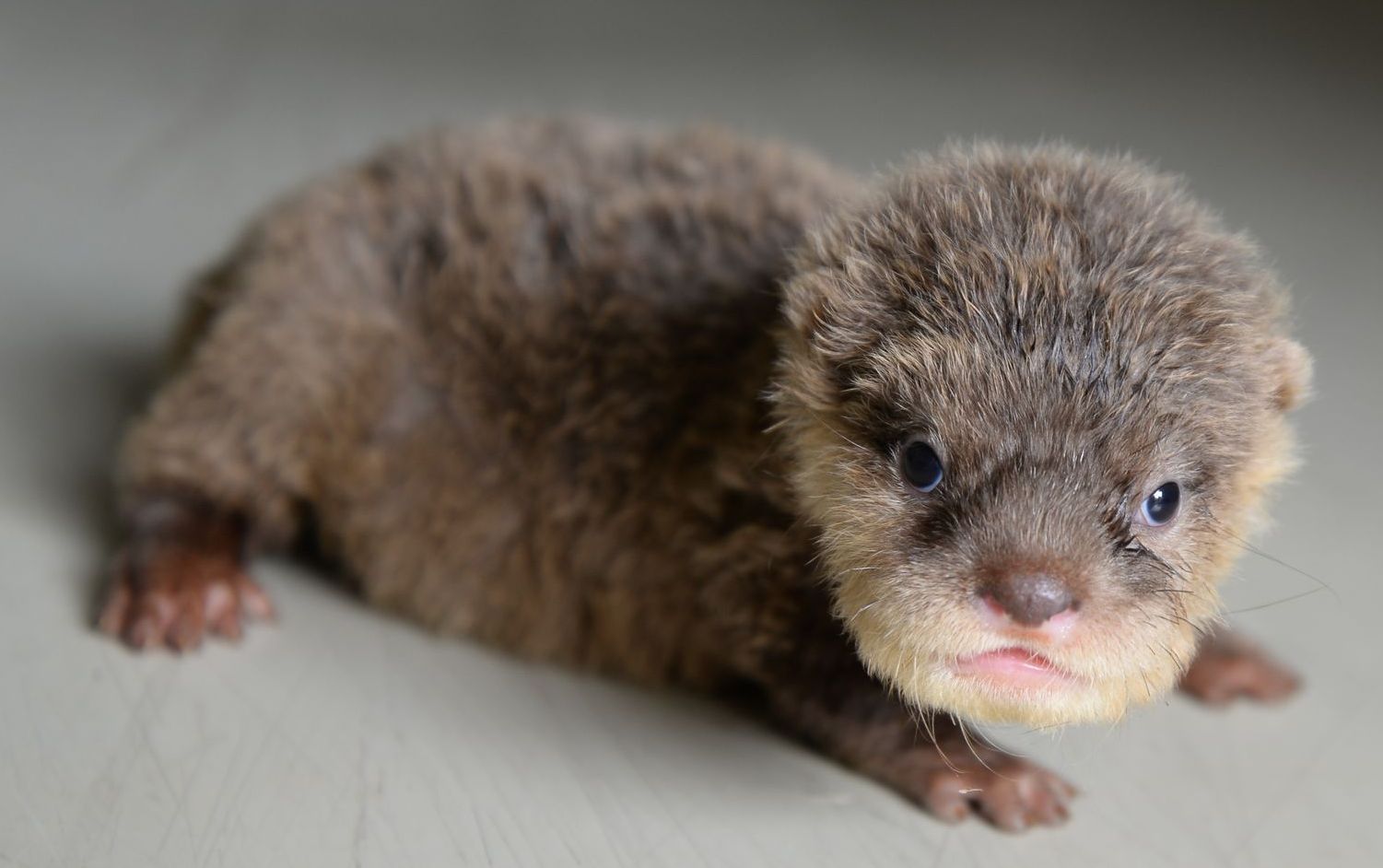 a baby otter is sitting on the floor and looking at the camera .