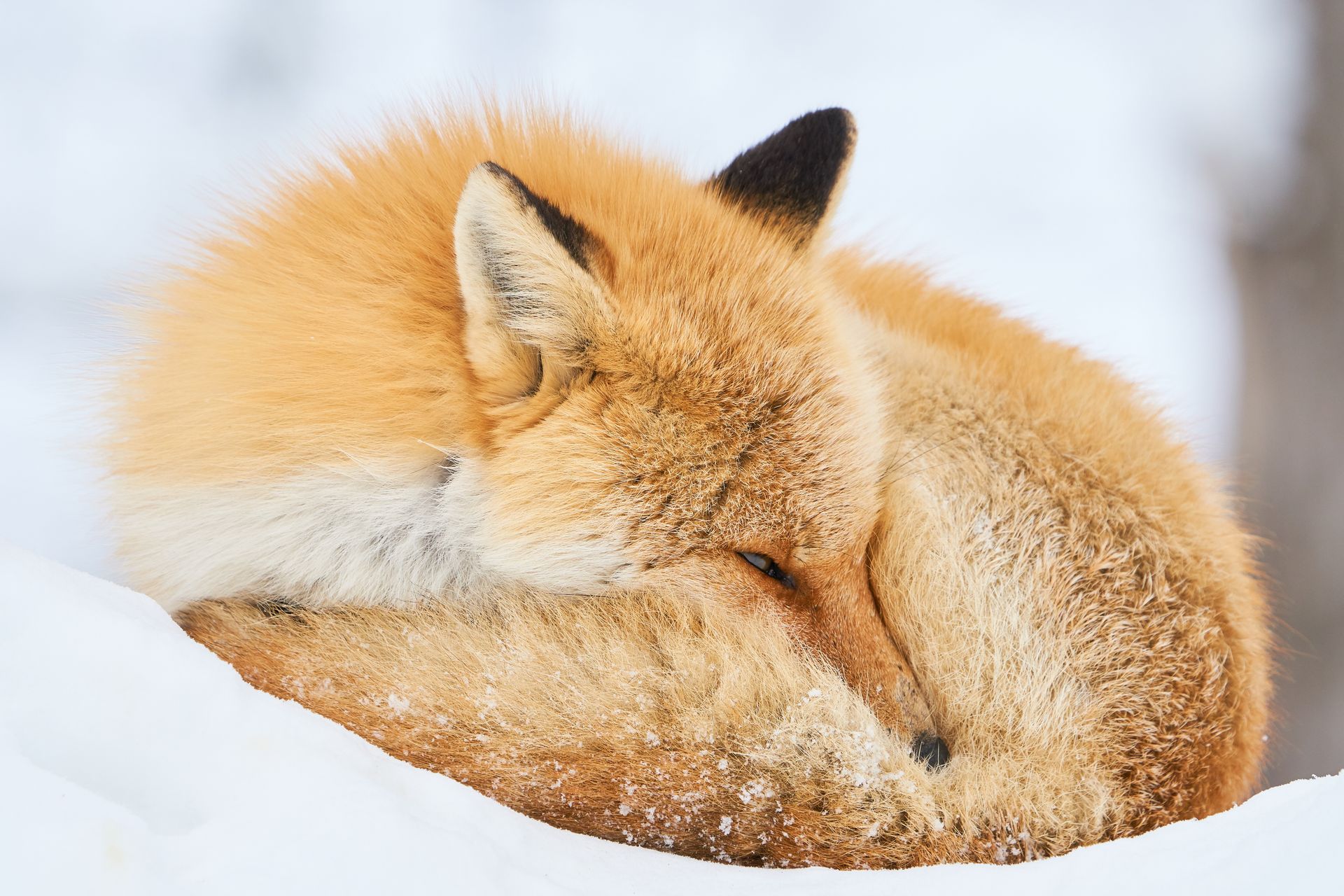 a close up of a fox sleeping in the snow