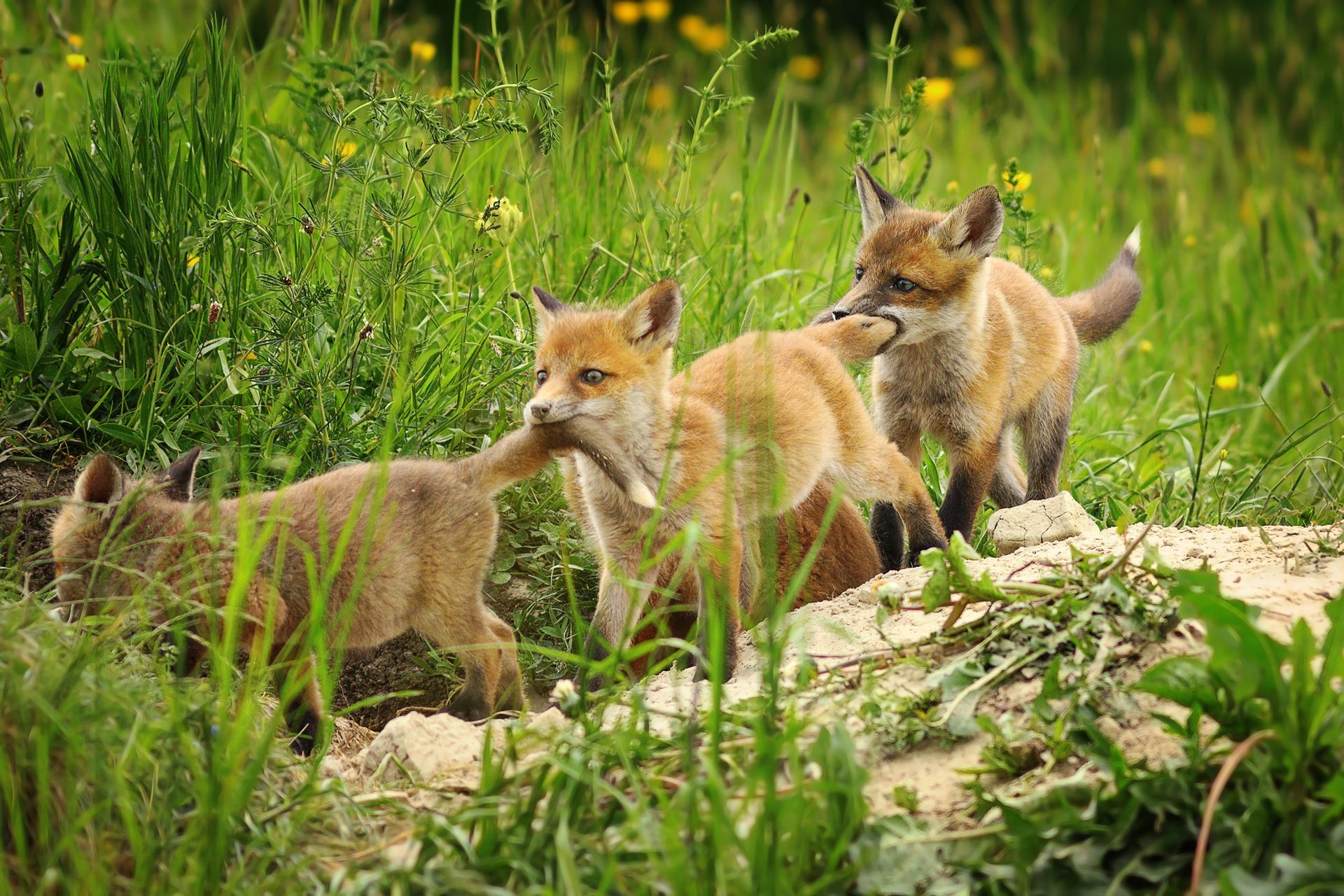 three fox cubs are playing with each other in the grass