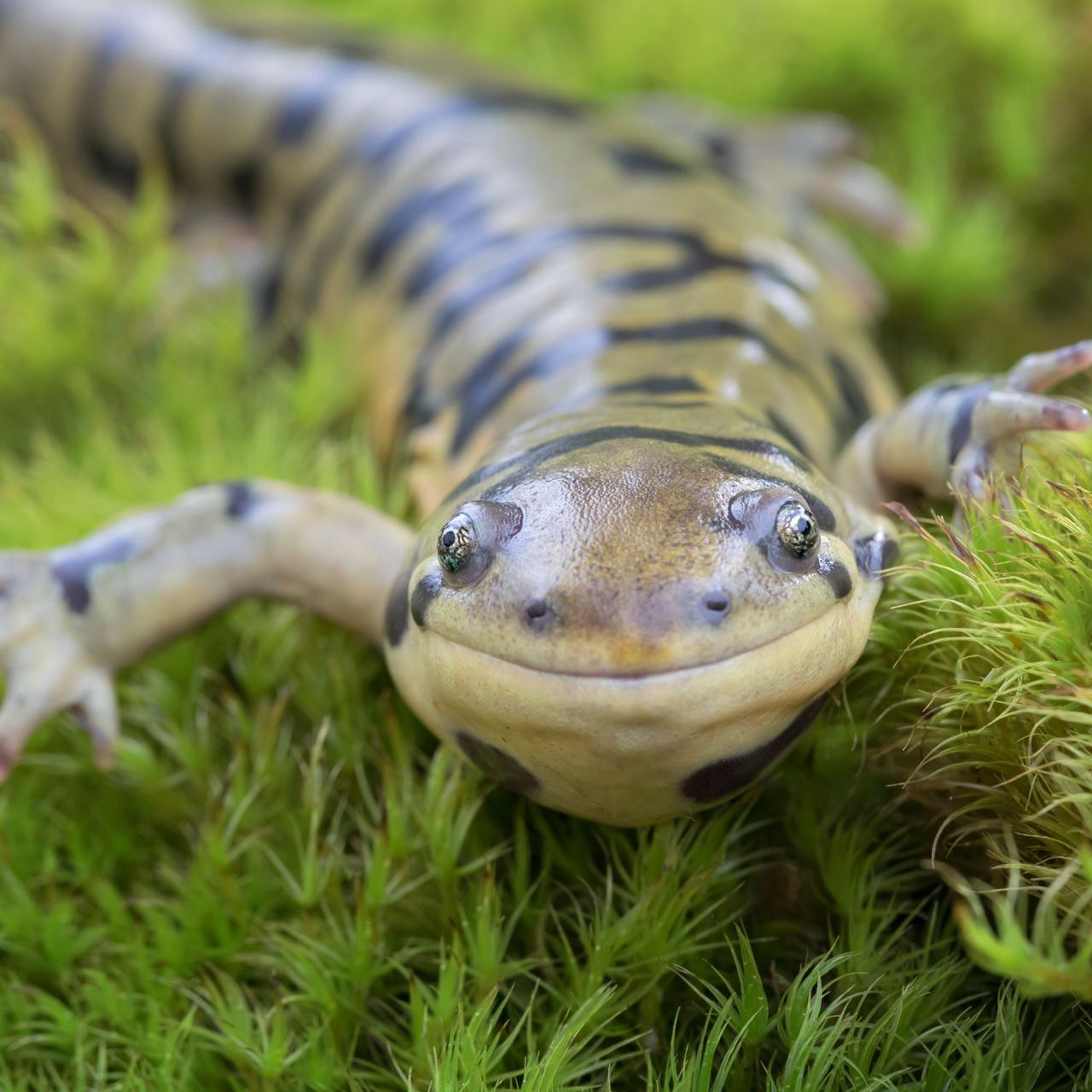 Tiger Salamander