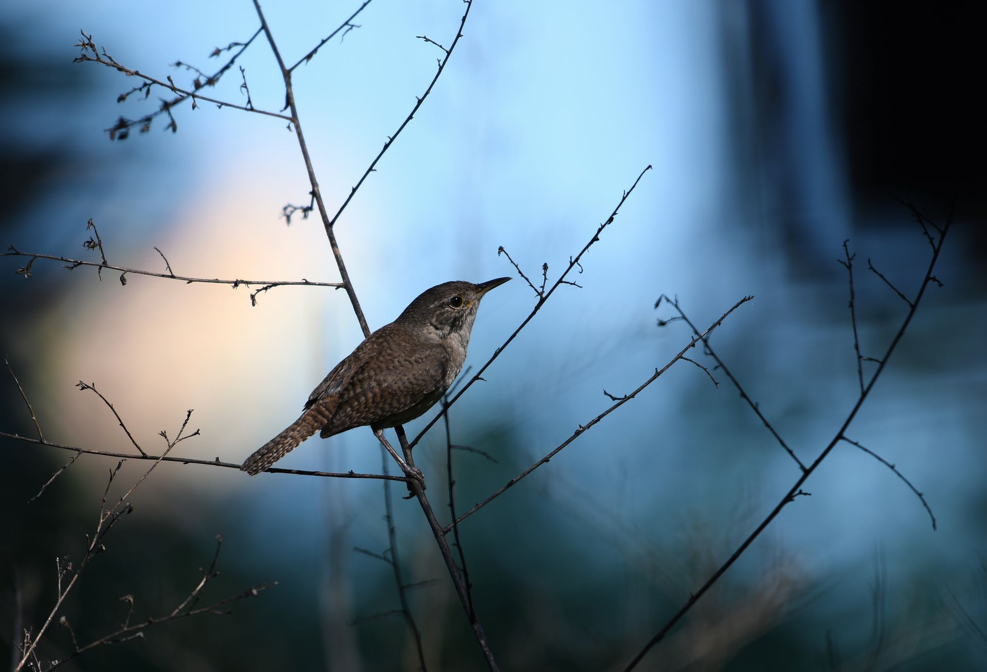 House Wren on a branch