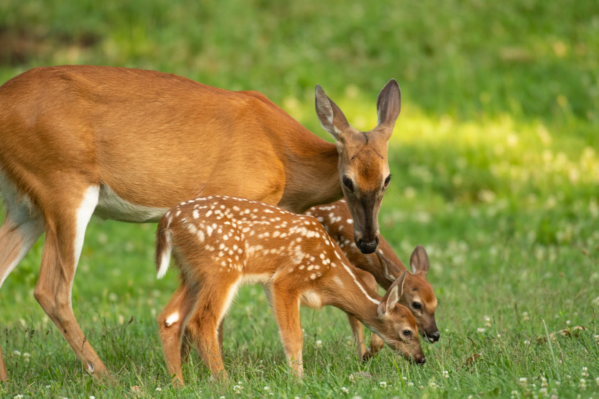 A mother deer and her baby deer are standing in a grassy field.