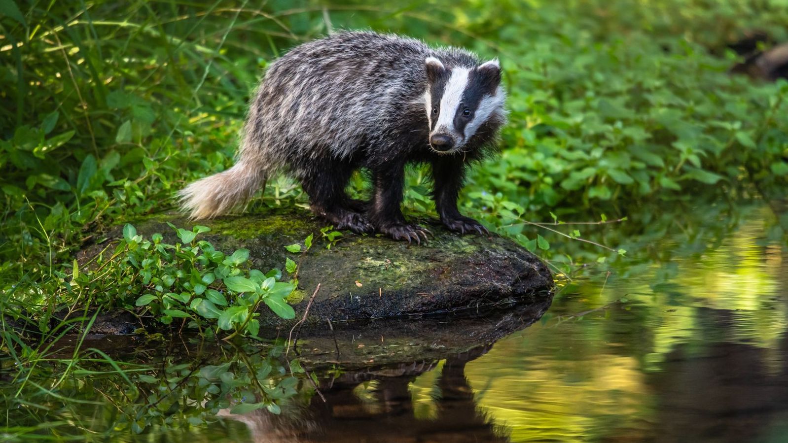 A badger is standing on a rock in the water.