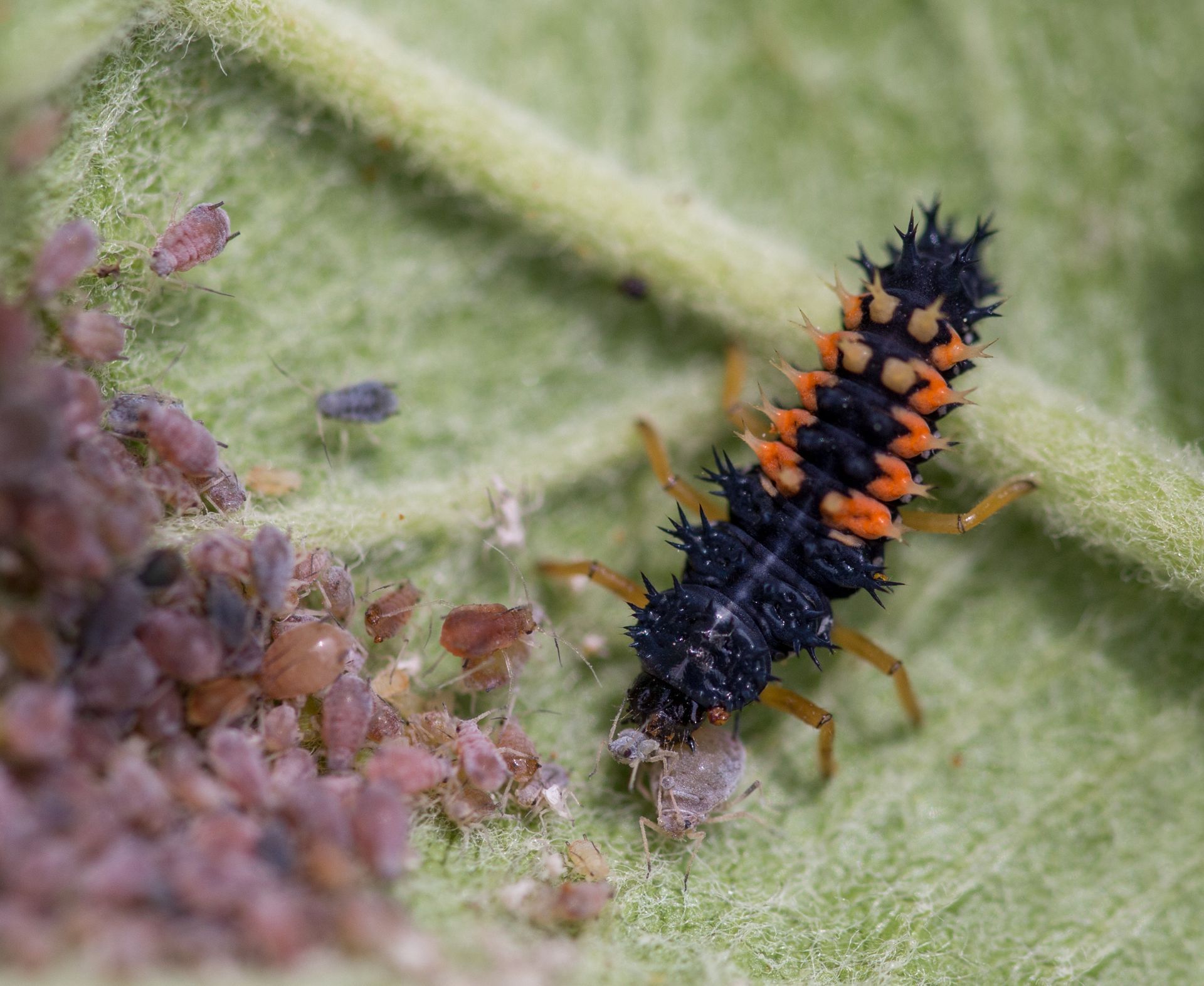 Ladybug Larvae