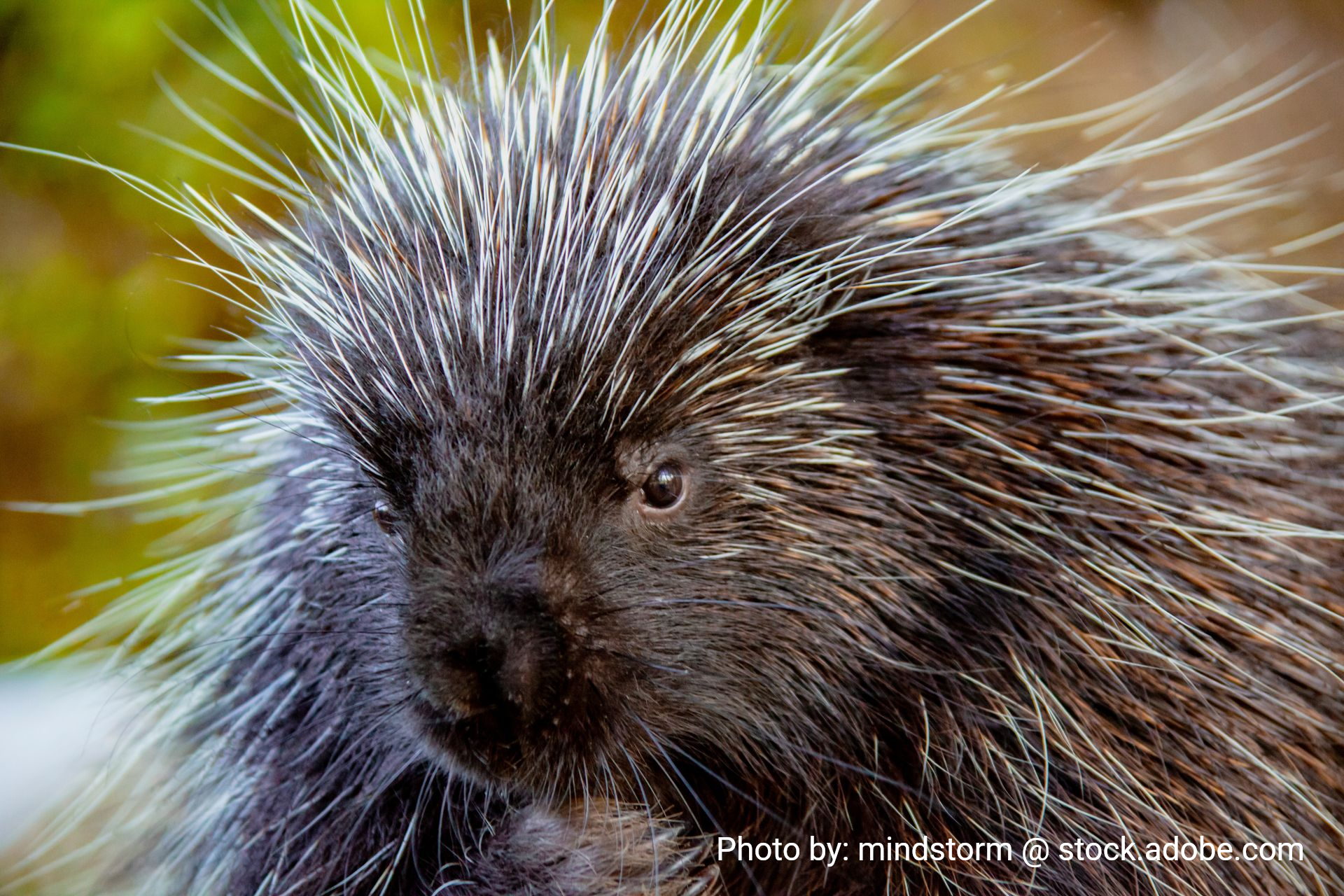 Porcupine with dark fur, white-tipped quills, and a curious expression in a natural setting.