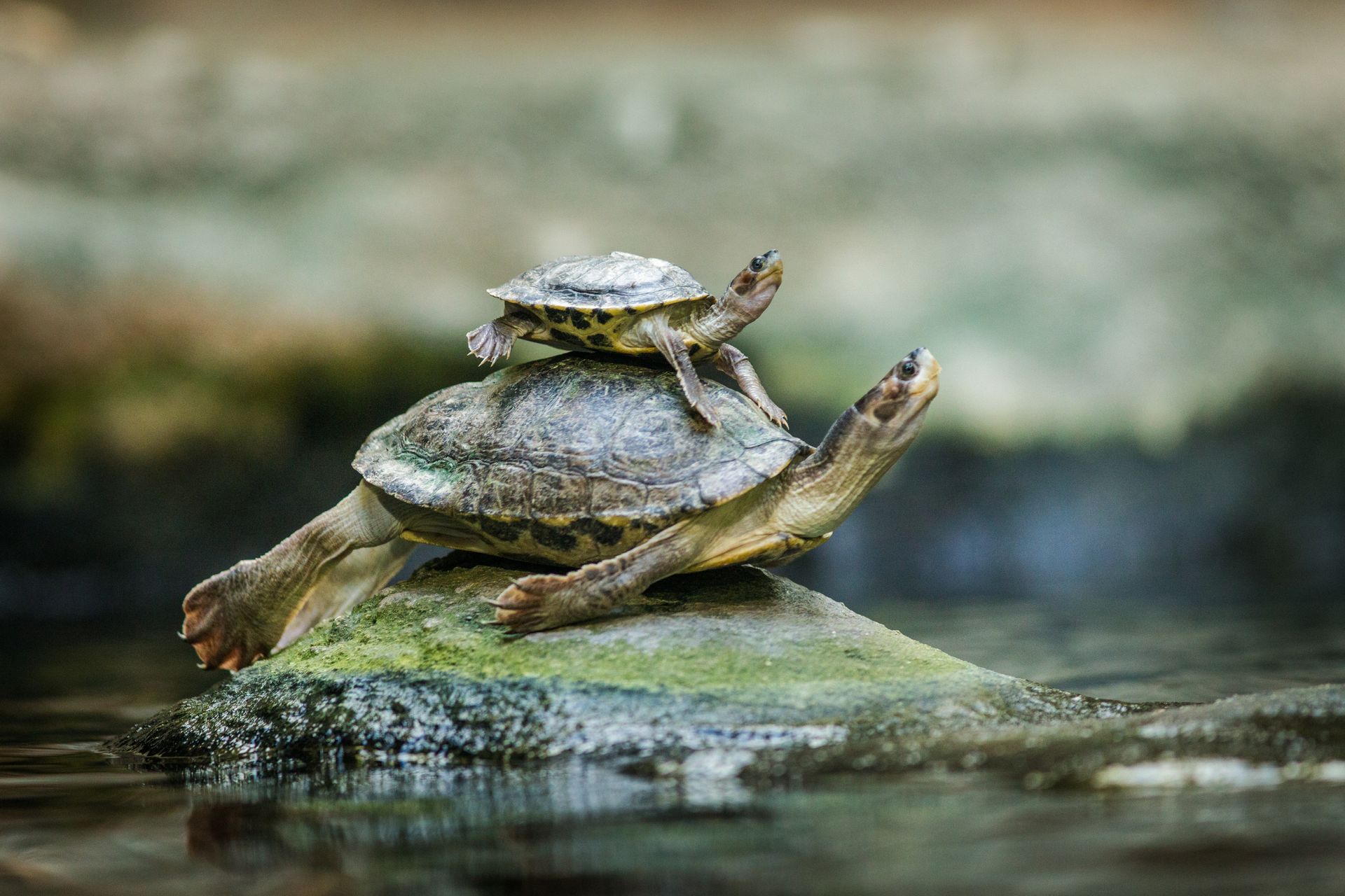 Two turtles are sitting on top of each other on a rock in the water.